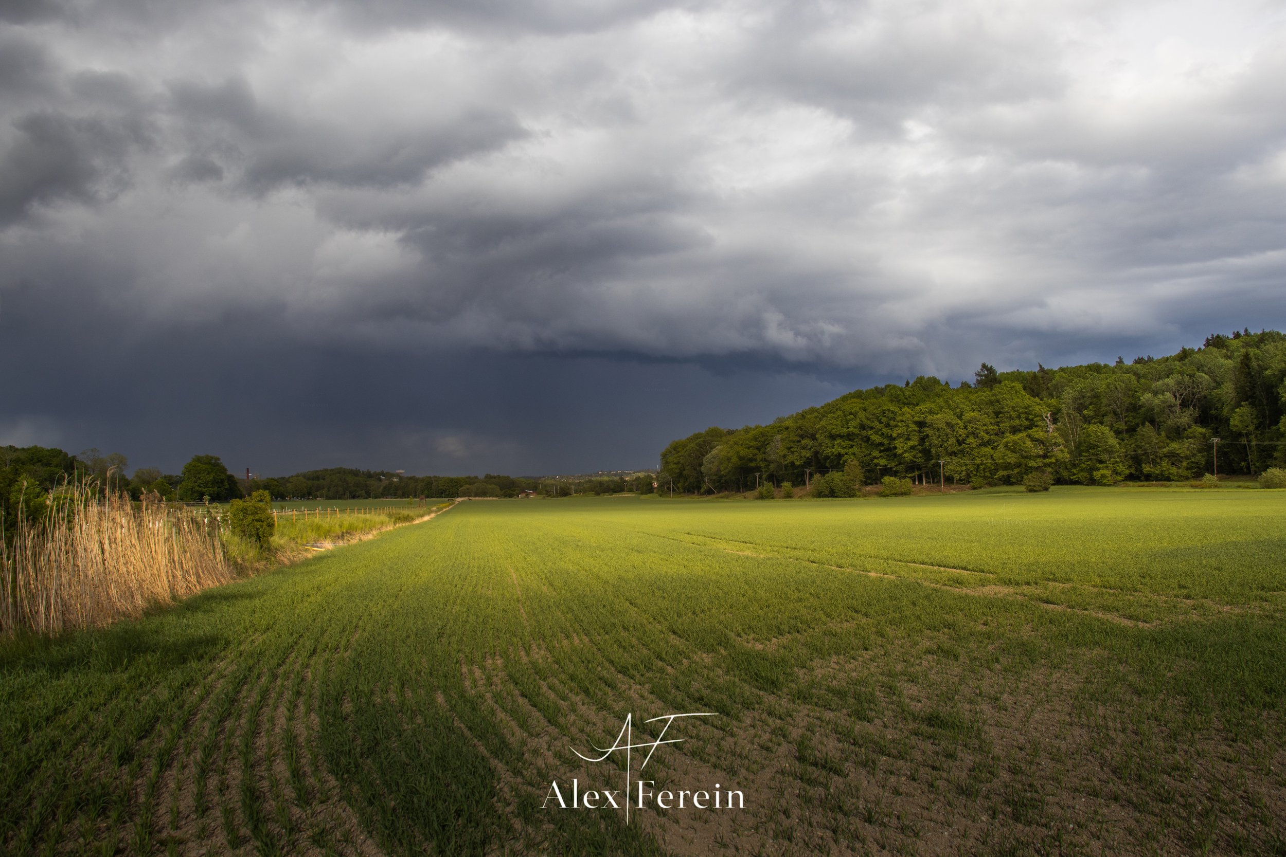 Ekebyhovs Ek Storm-1.jpg