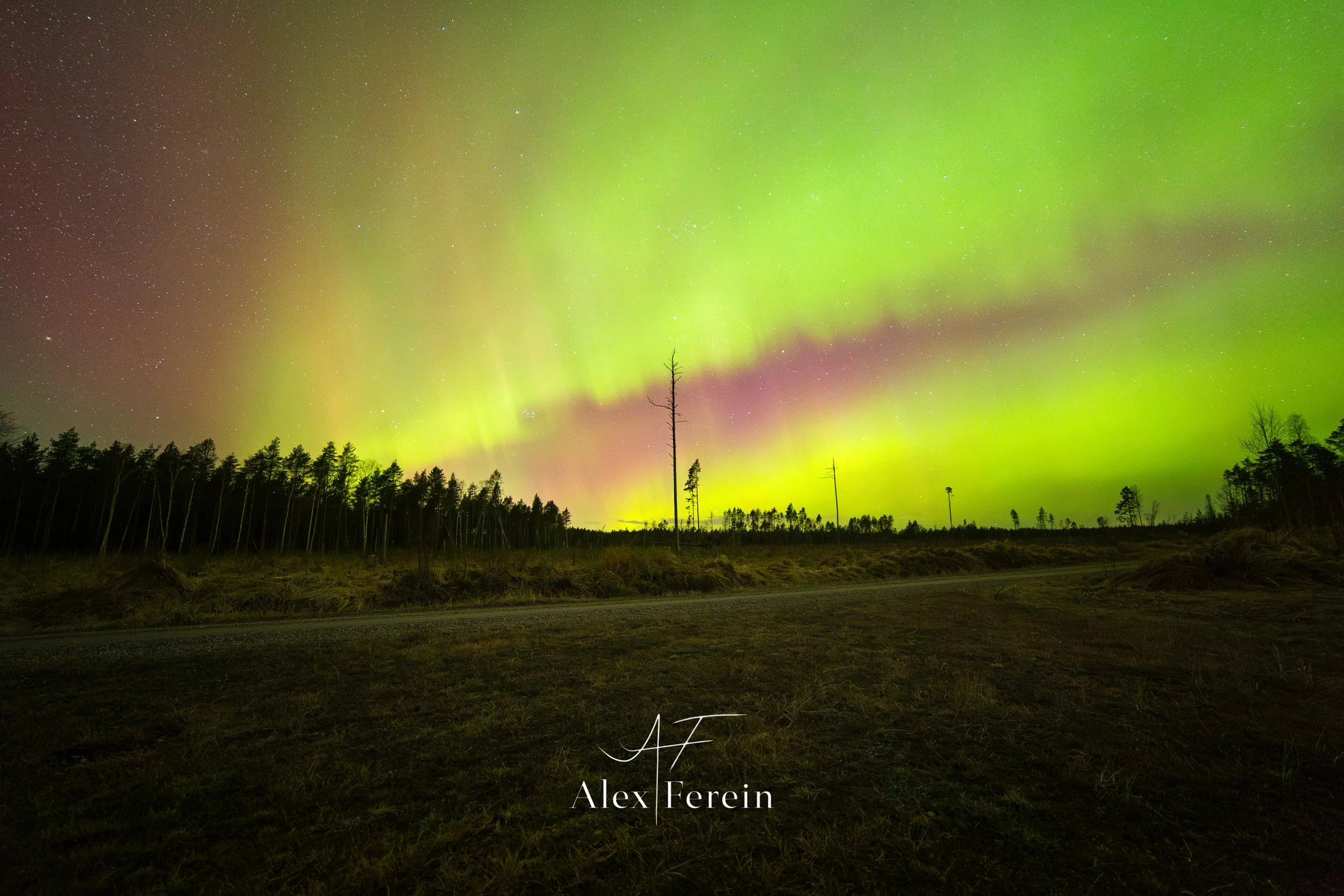 Dead Tree Gävle Aurora 2026-03-20.jpg