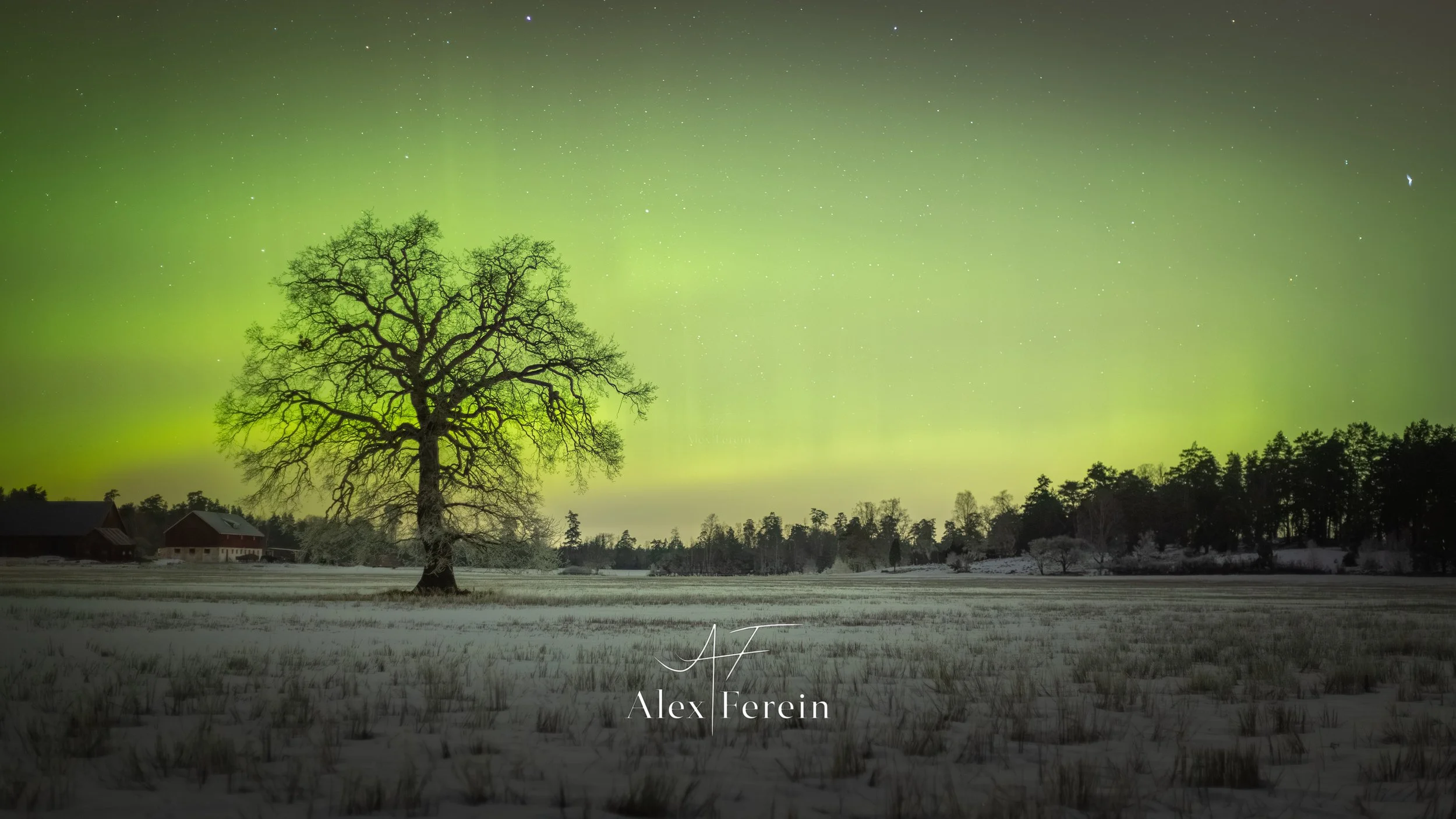 Adelsö Aurora Oak 50mm 2026-02-14.jpg