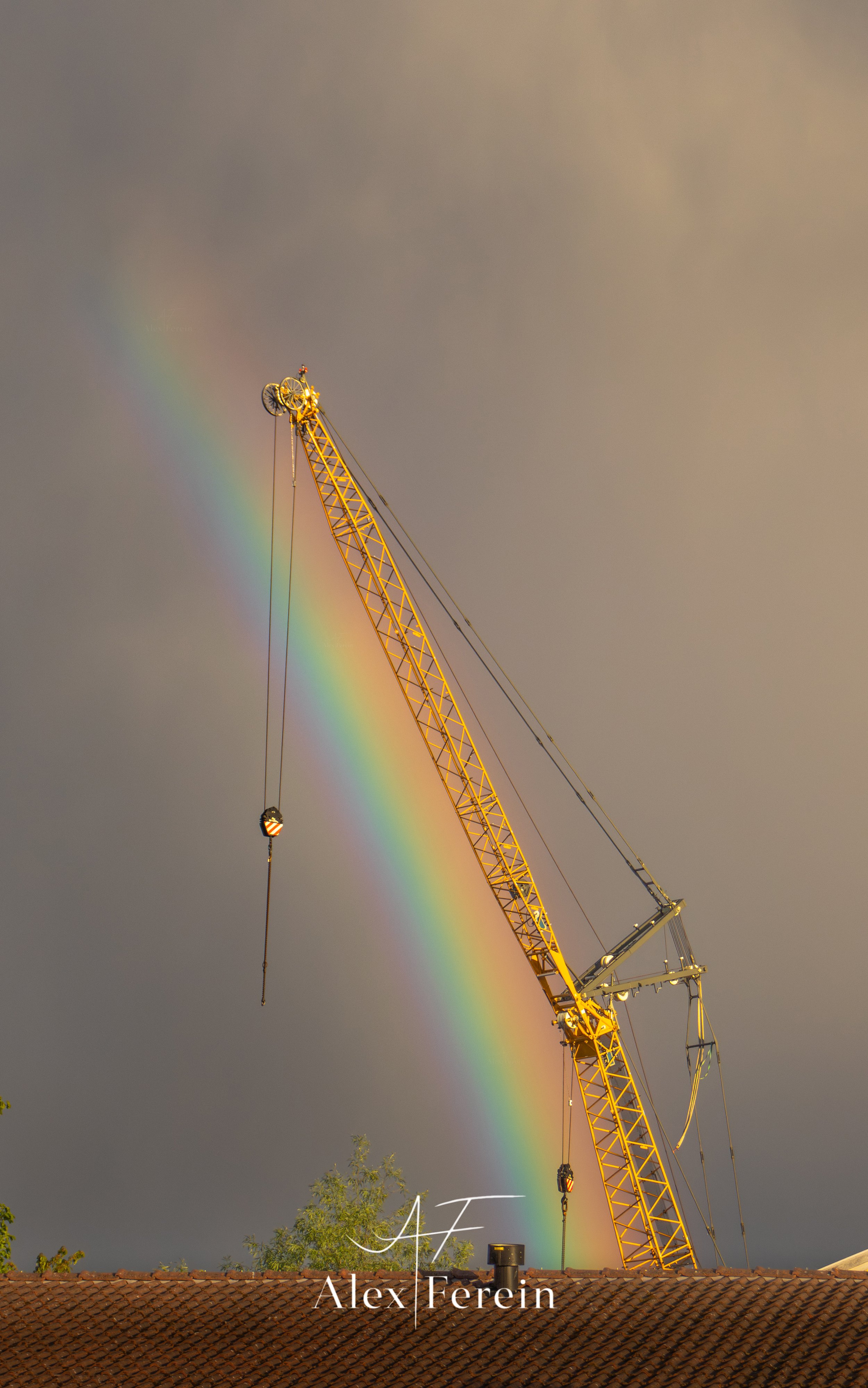 Rainbow Crane-1.jpg