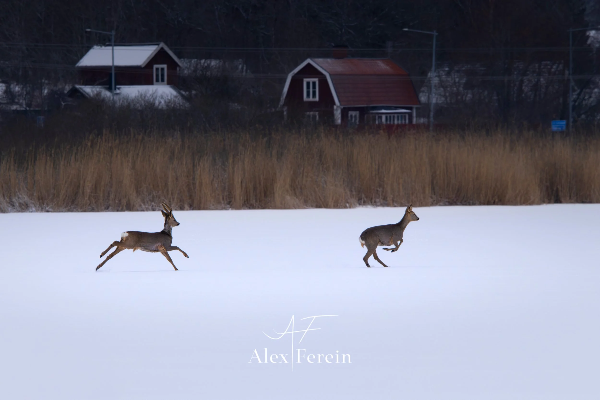 Rådjur Winter Land-3.jpg