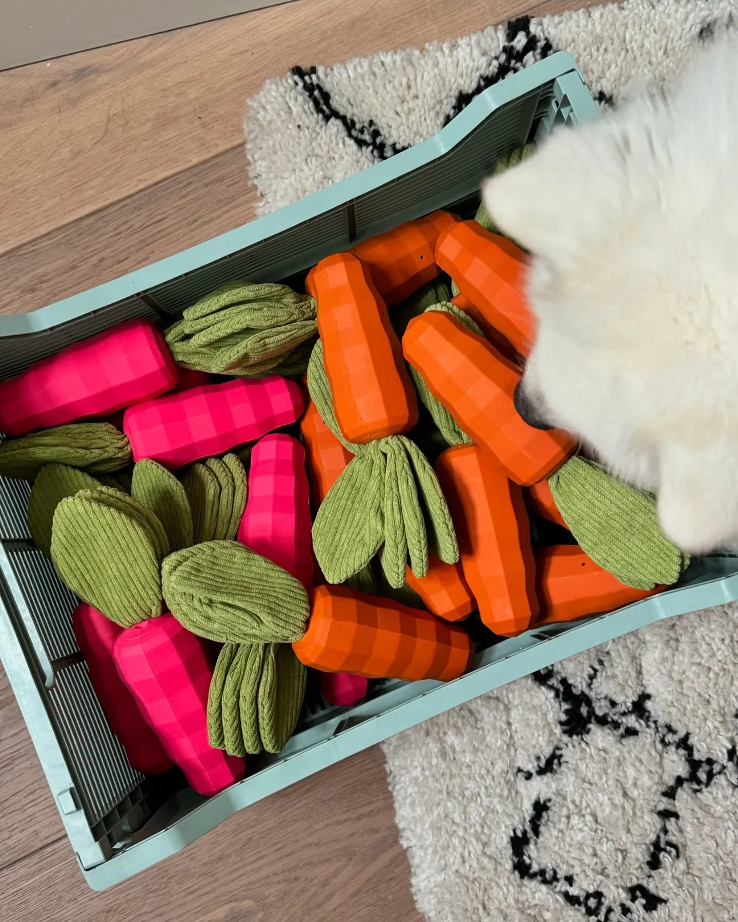 Cotty 🥕🐶🐾🧡🧡