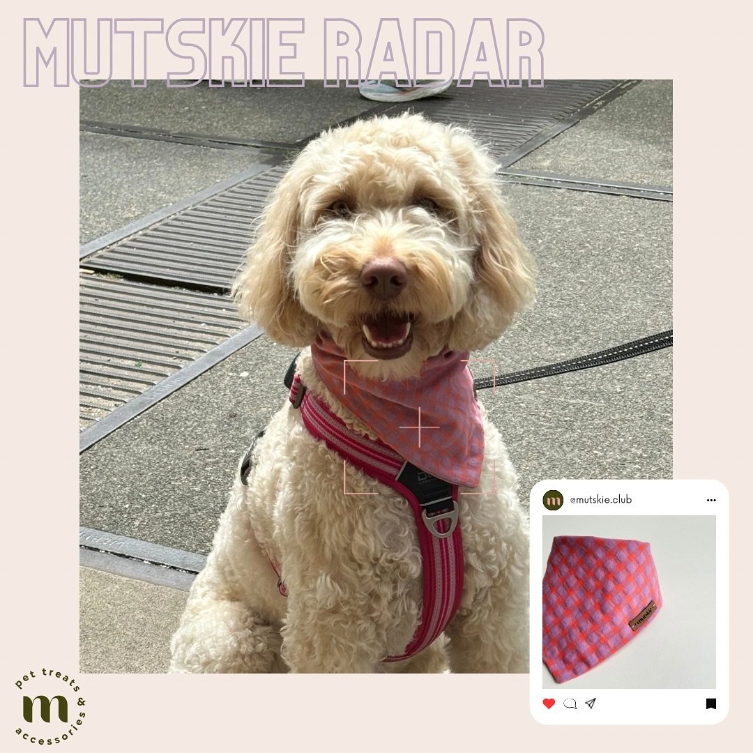 Just bought and already worn 🥰 Spotted on our last Sunday Market, this beauty with our Pawsome Summer bandana Lilac and Orange 😍 She is wearing a size M. Stylish right?! 🐶🐾
&mdash;&mdash;&mdash;&mdash; 
A peine achet&eacute;, d&eacute;j&agrave; p