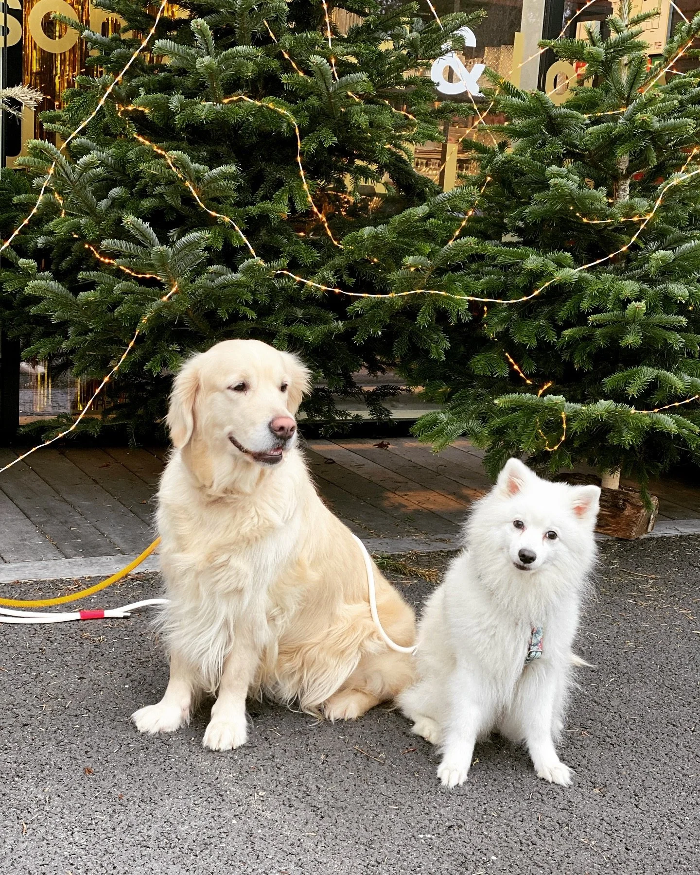 Mutskie Team wishes you all and your furry friends a cheerful and merry Christmas 🎁🎄 full of love and joy 🤍