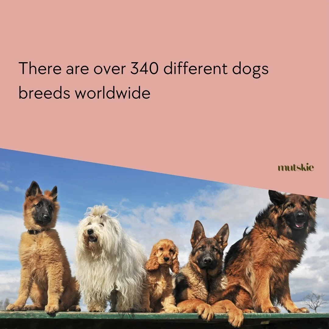 There&rsquo;s a whole dog world out there! And 340 occasions to find your new best friend if it&rsquo;s not the case yet 😉 And you, how many breeds do you know ?