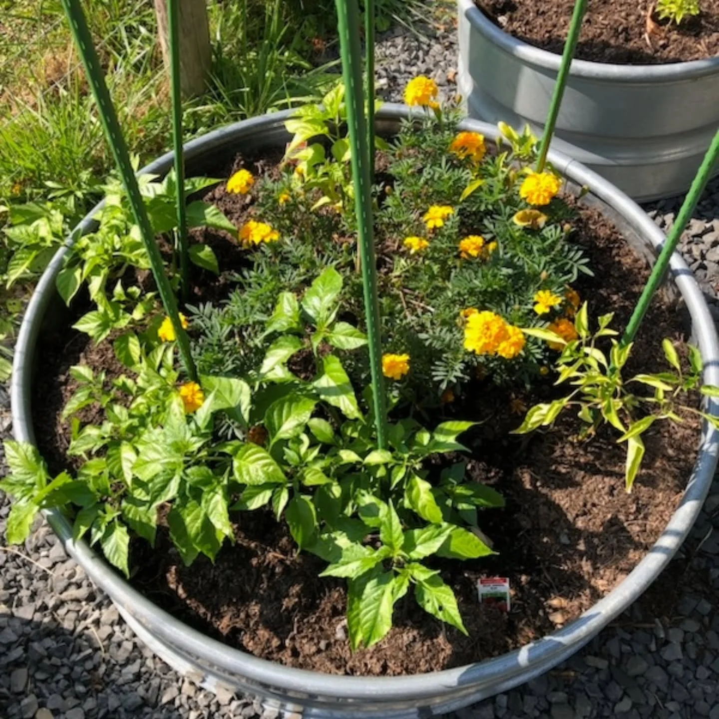 Trying out planting Ghost peppers, Trinidad Moruga Scorpion peppers, and White Bullet Habaneros for new unique recipes! 

#MajorAwesomeHotSauce #majorawesome #hotsauce #gardening