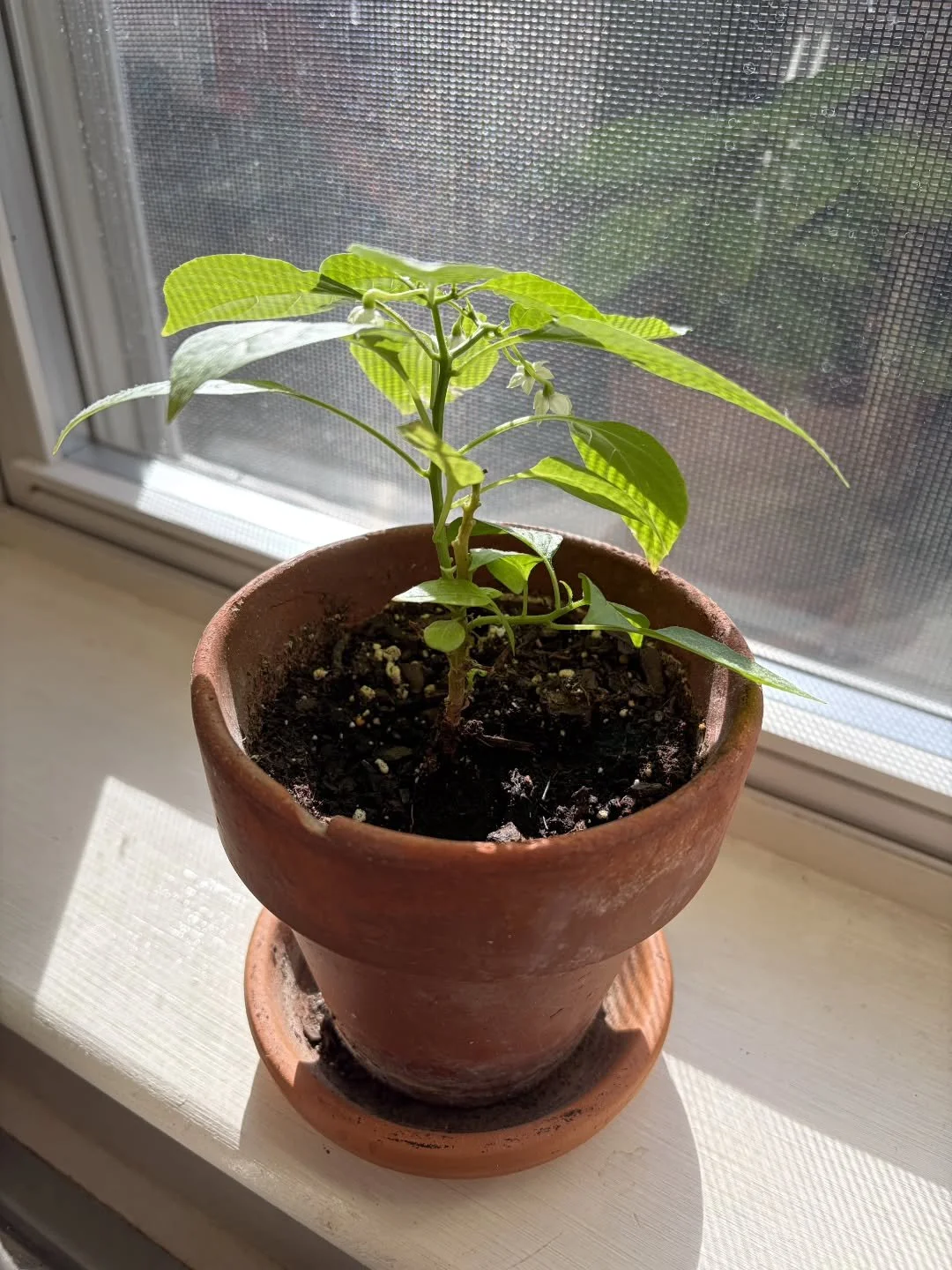 Behind the scenes we are experimenting with lots of different fruits and vegetables for future sauces. Here is a white habanero plant we're growing 😎🪴🌶🫑

#majorawesome #hotsauce #habaneroplant #whitehabanero