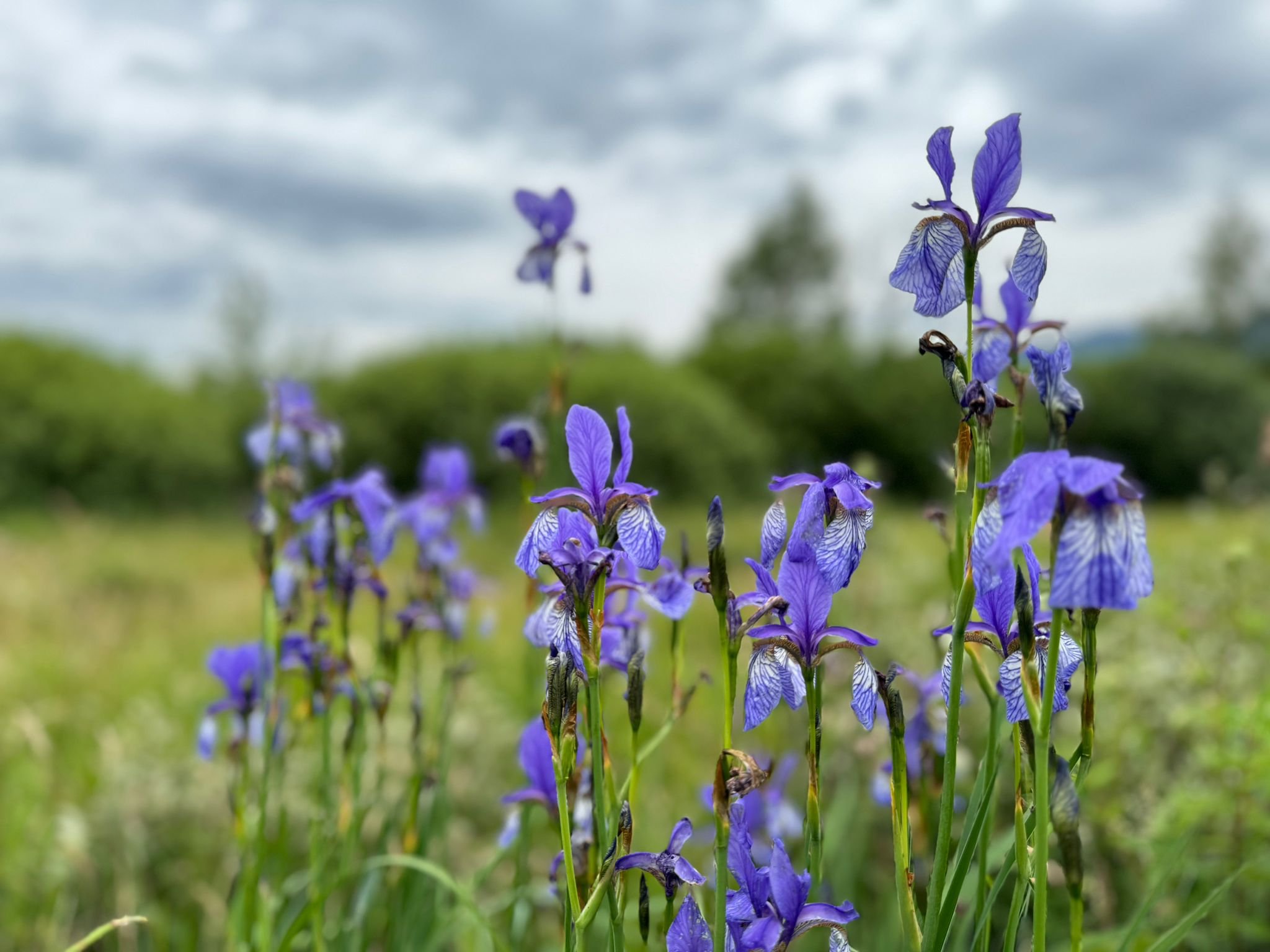 Explore the Nature Reserve in Ruggell