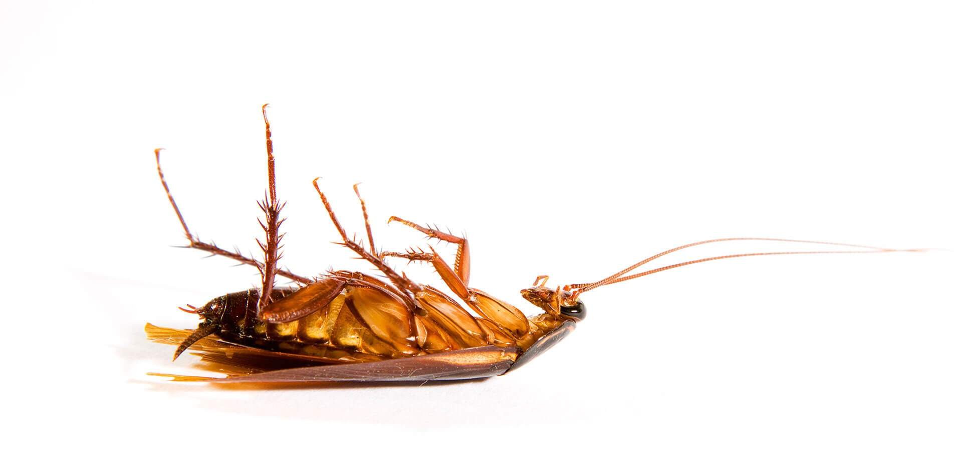 Buying Property in Punta Cana? Pest Control Tips
