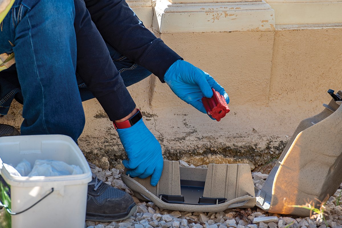 Tired of Pests? APE is Your Trusted Partner for Dominican Republic Pest Control!