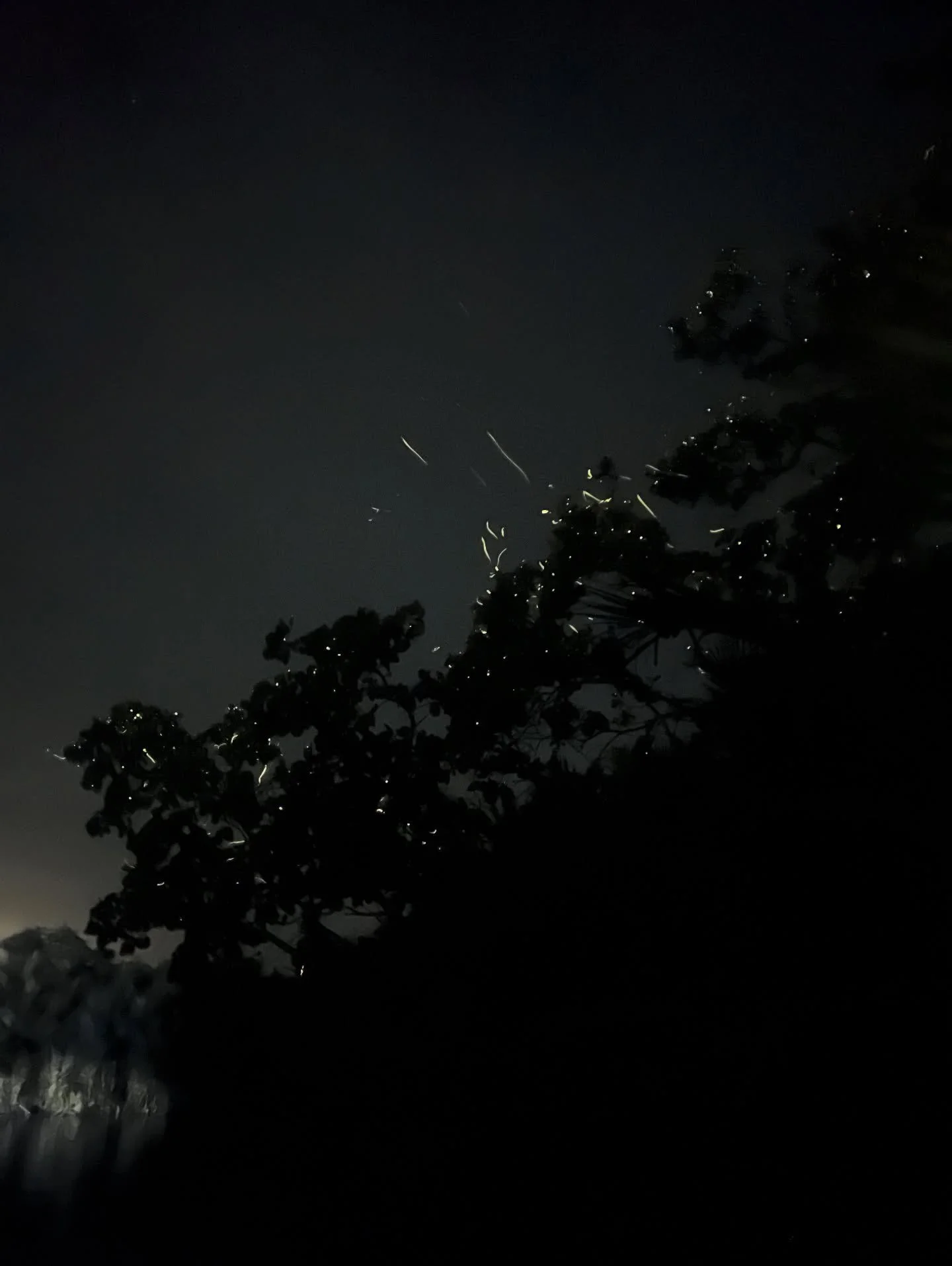 Fireflies ✨ &amp; starry skies 🌌 

It doesn&rsquo;t matter where you go &ndash; nature always puts on the best show.

A beautiful end to our time in Bohol.

#bohol #chasingfireflies #thephilippines #natureismagic #natureisamazing