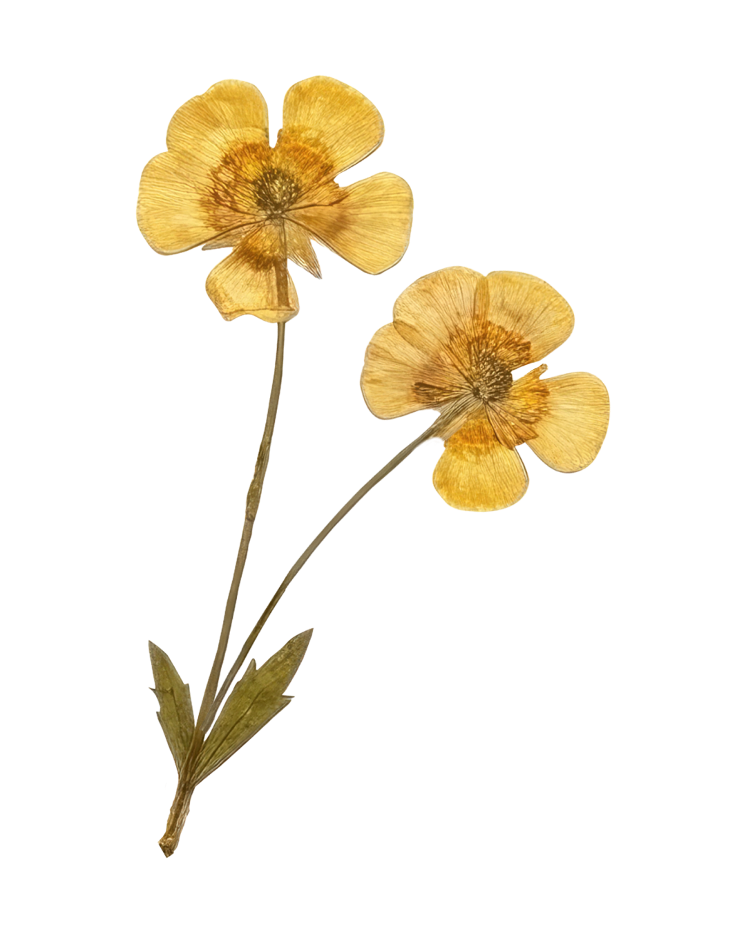 Two dried yellow flowers with thin stems and leaves against a black background.
