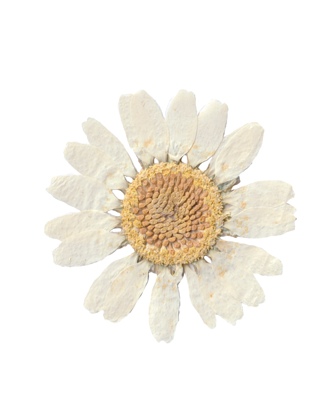 Dried white flower with a yellow-orange center, resembling a daisy.