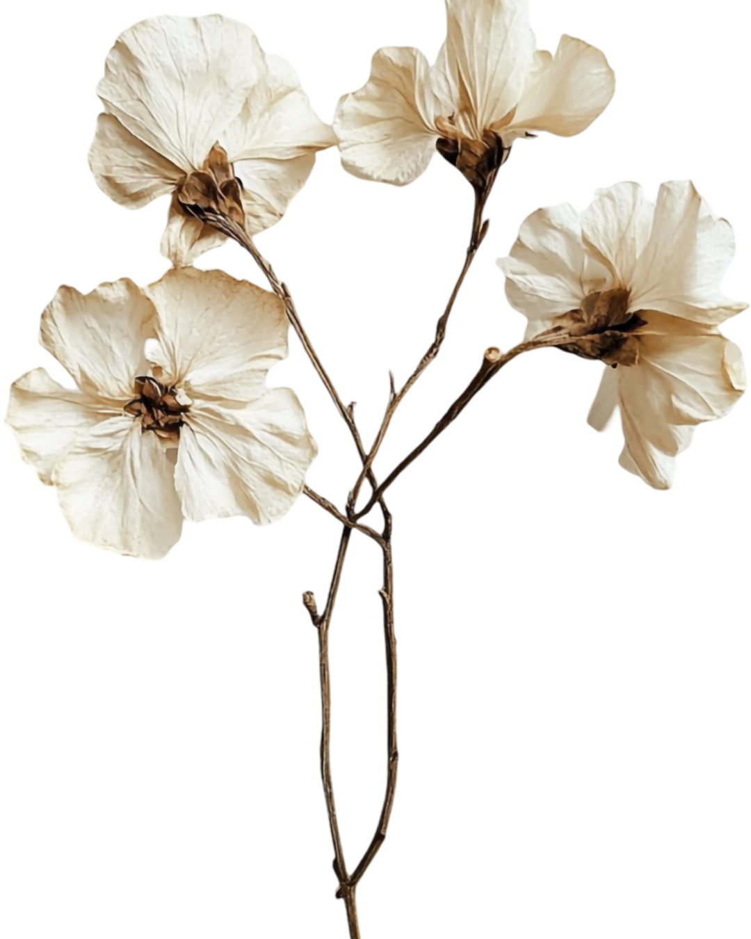 A bunch of dried cream flowers
