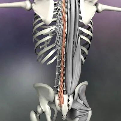 multifundus and back and erector spinae.jpg