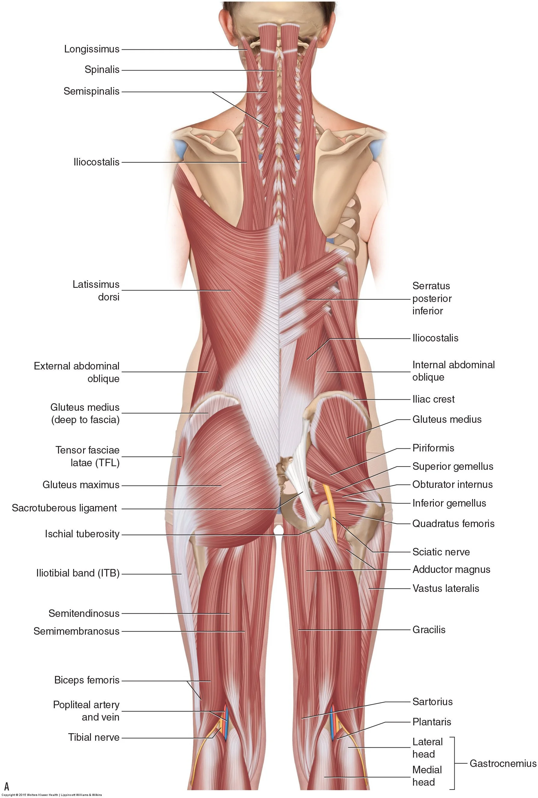 Hamstring-Strain-Blog-Photo-1.jpg