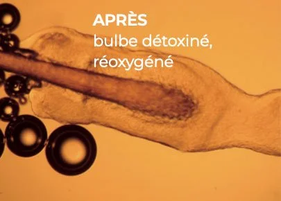 bulbe capillaire lorsqu'il est détoxiner et réoxygéné