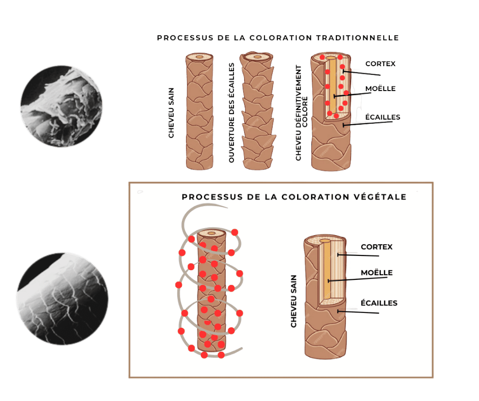 processus de coloration végétale versus coloration traditionnelle