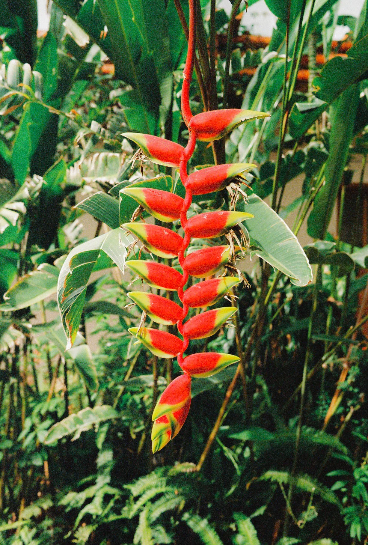 Guatemala On Film