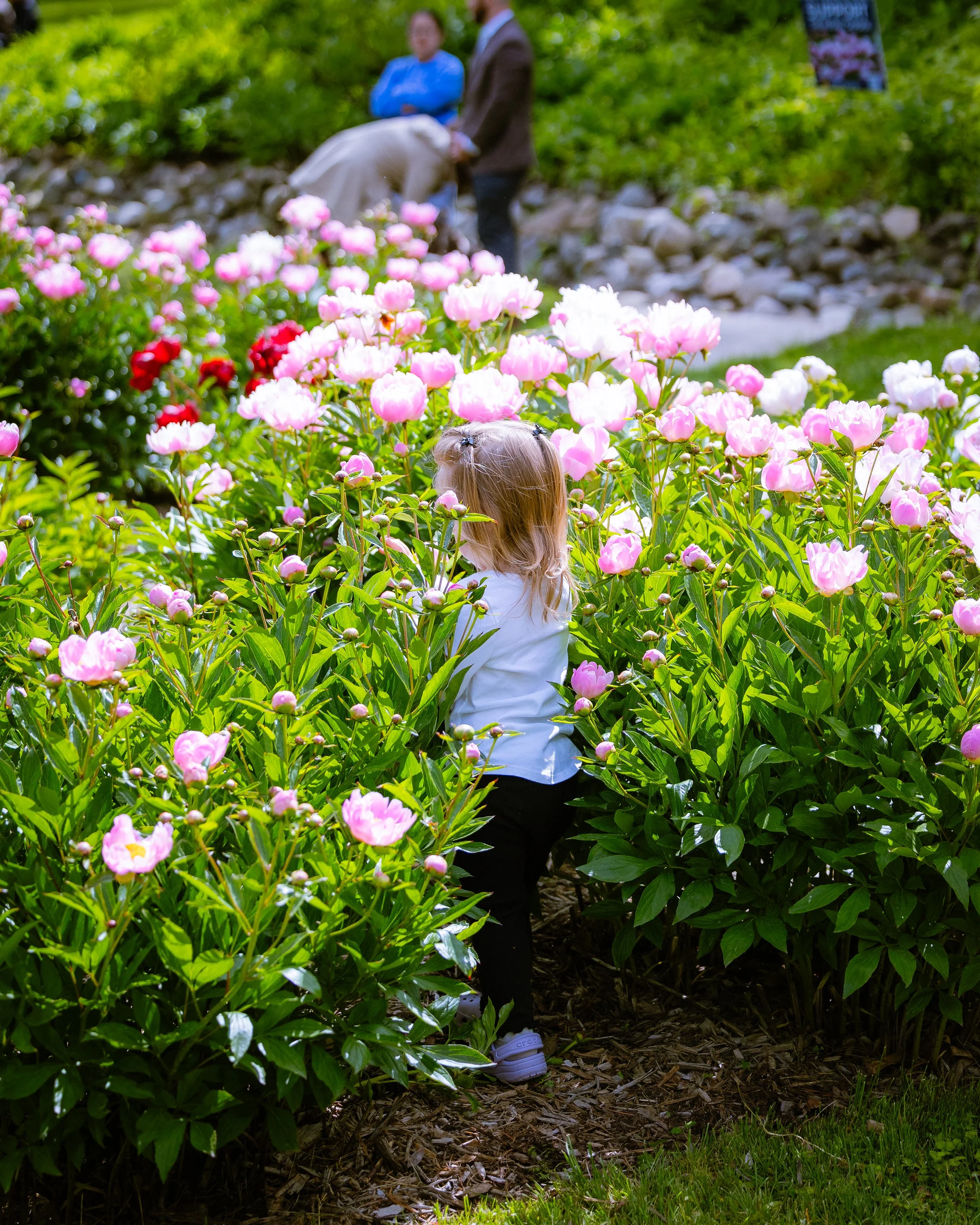 University of Michigan Nichols Arboretum Peony Bloom Matthaei Botanical Gardens 