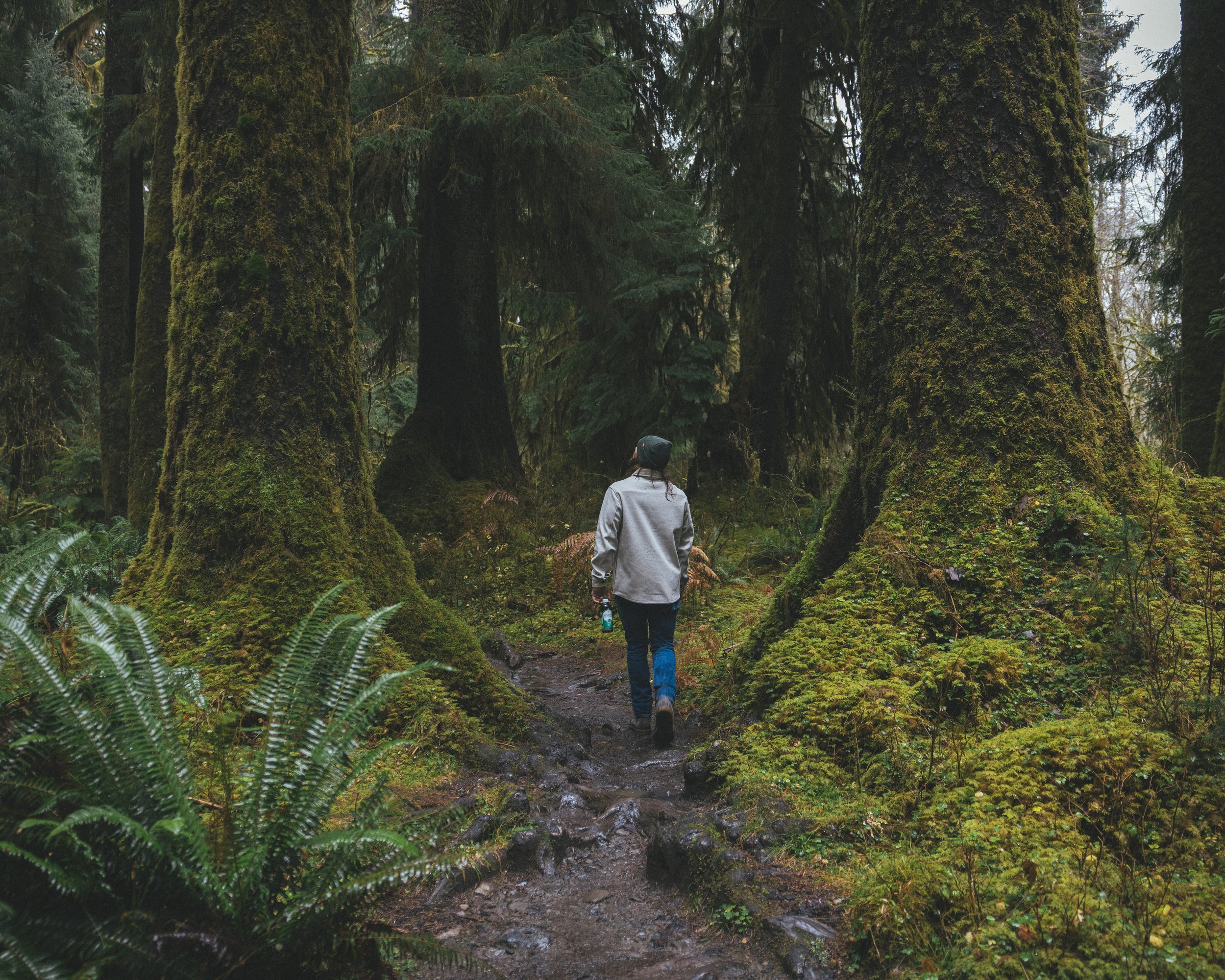 Synergy Kombucha Marine Greens Pacific Northwest Product And Life Style Spec Work