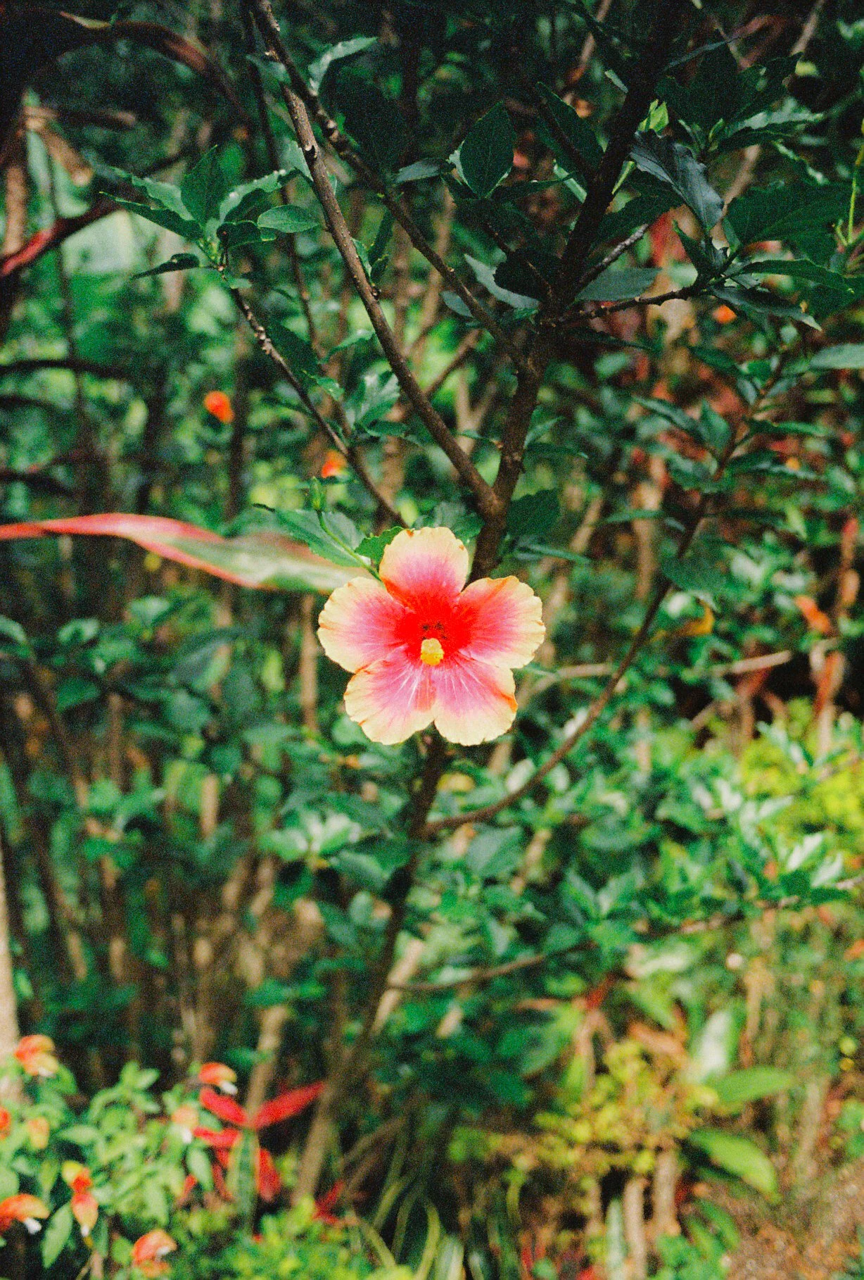 Guatemala On Film
