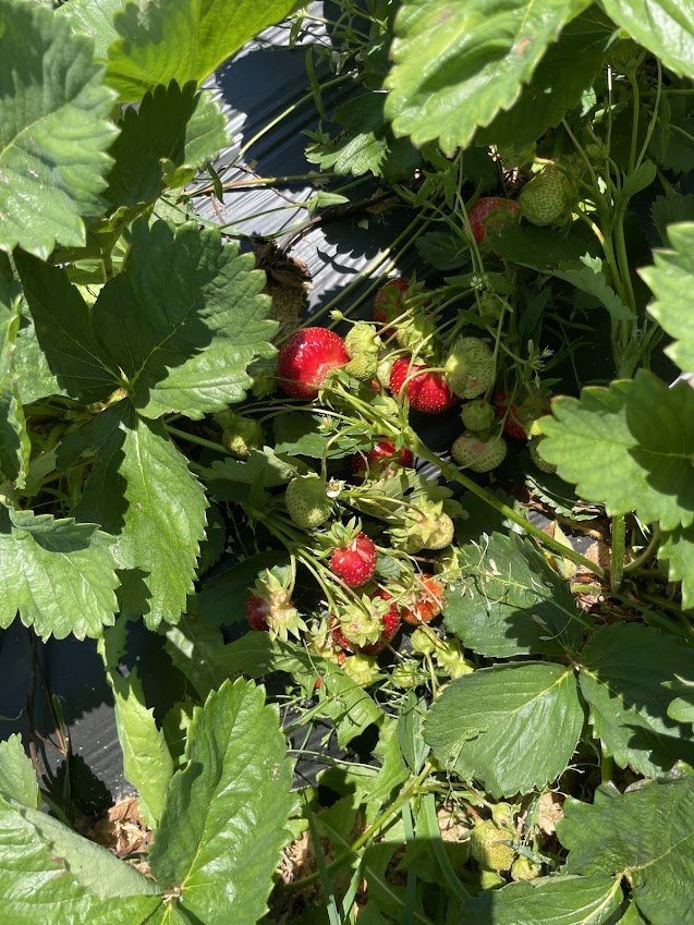 growing strawberries.jpg