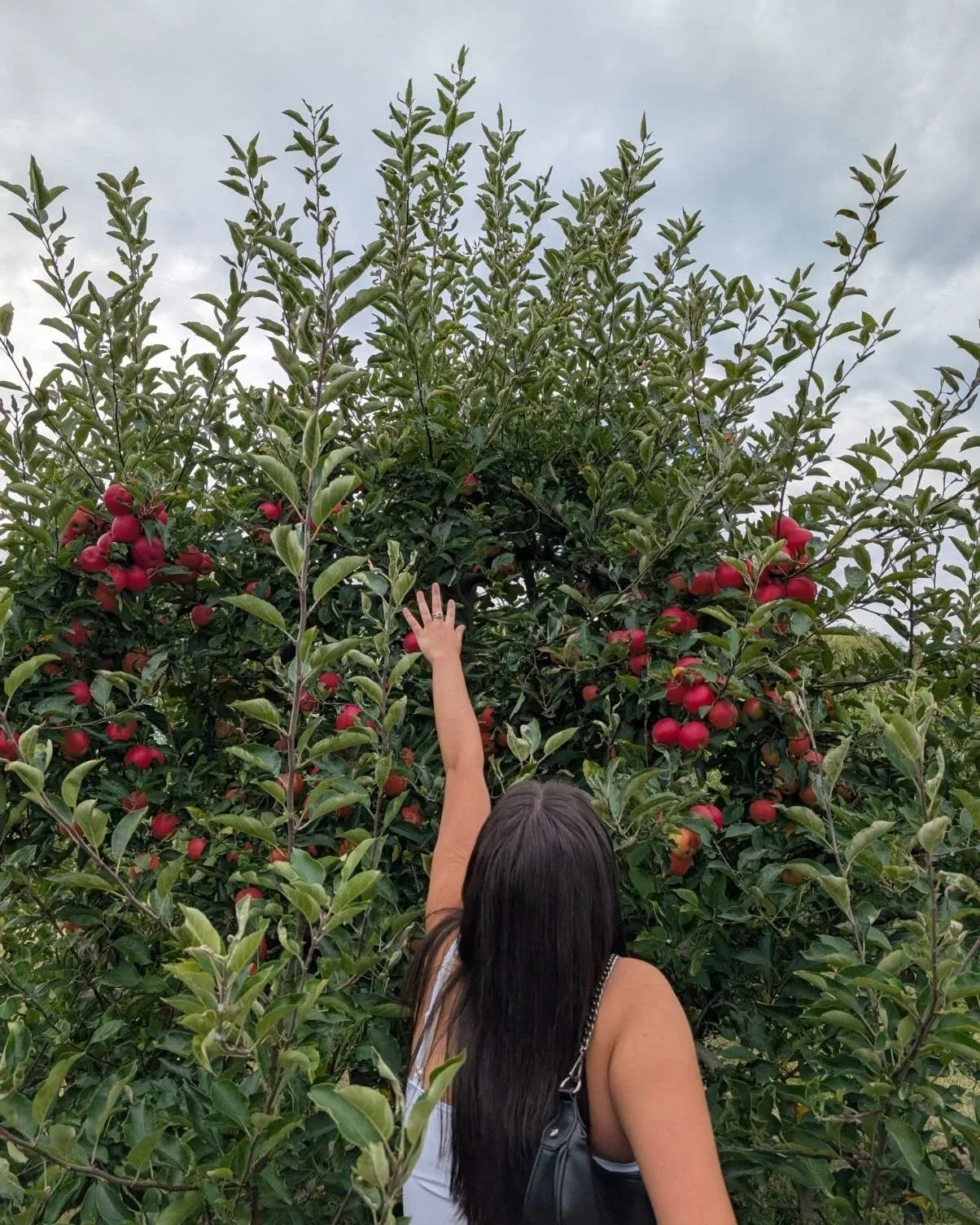 Apple picking at Shelburne Farms 🍎✨ Nothing sweeter than crisp autumn air, full baskets, and connections that grow stronger with every shared laugh and story. #aretetransitions #discoverdevelopmaster