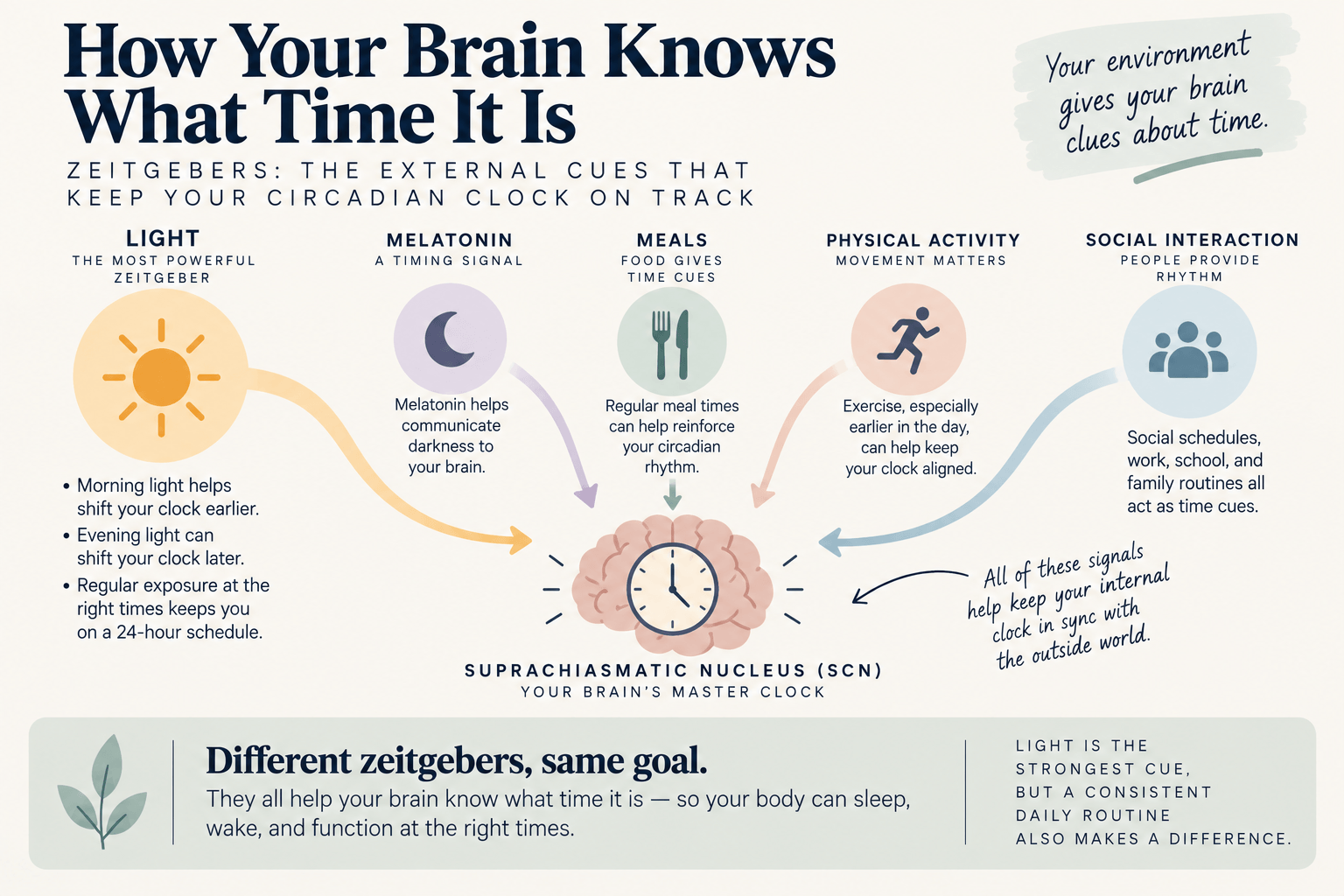 Diagram showing light, melatonin, meals, physical activity, and social interaction as timing cues for the brain's circadian clock.
