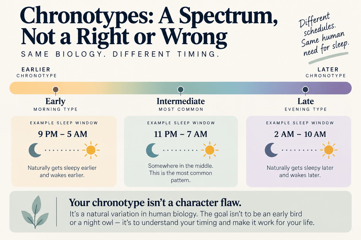 Chronotype spectrum showing example sleep schedules for early, intermediate, and late chronotypes.
