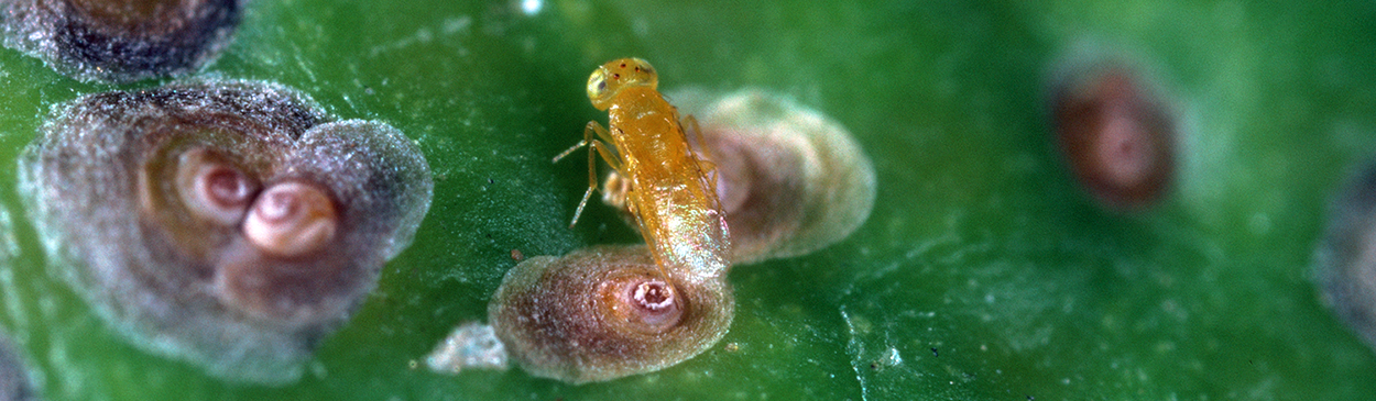 Close-up of a tiny yellow parasitiod wasp, Aphytis, on a green plant surface covered with California Red Scale.