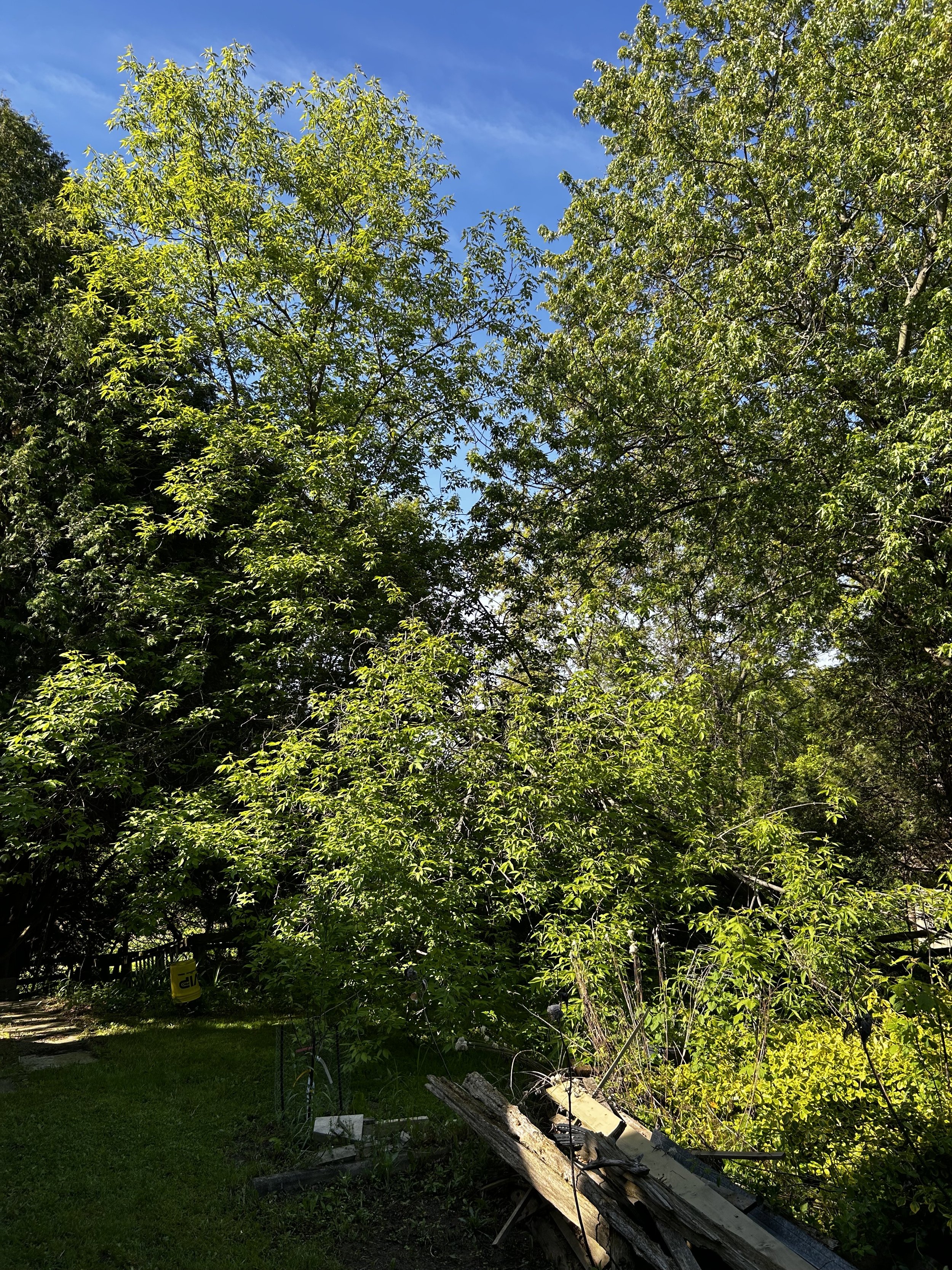 IMG_7259.jpeg