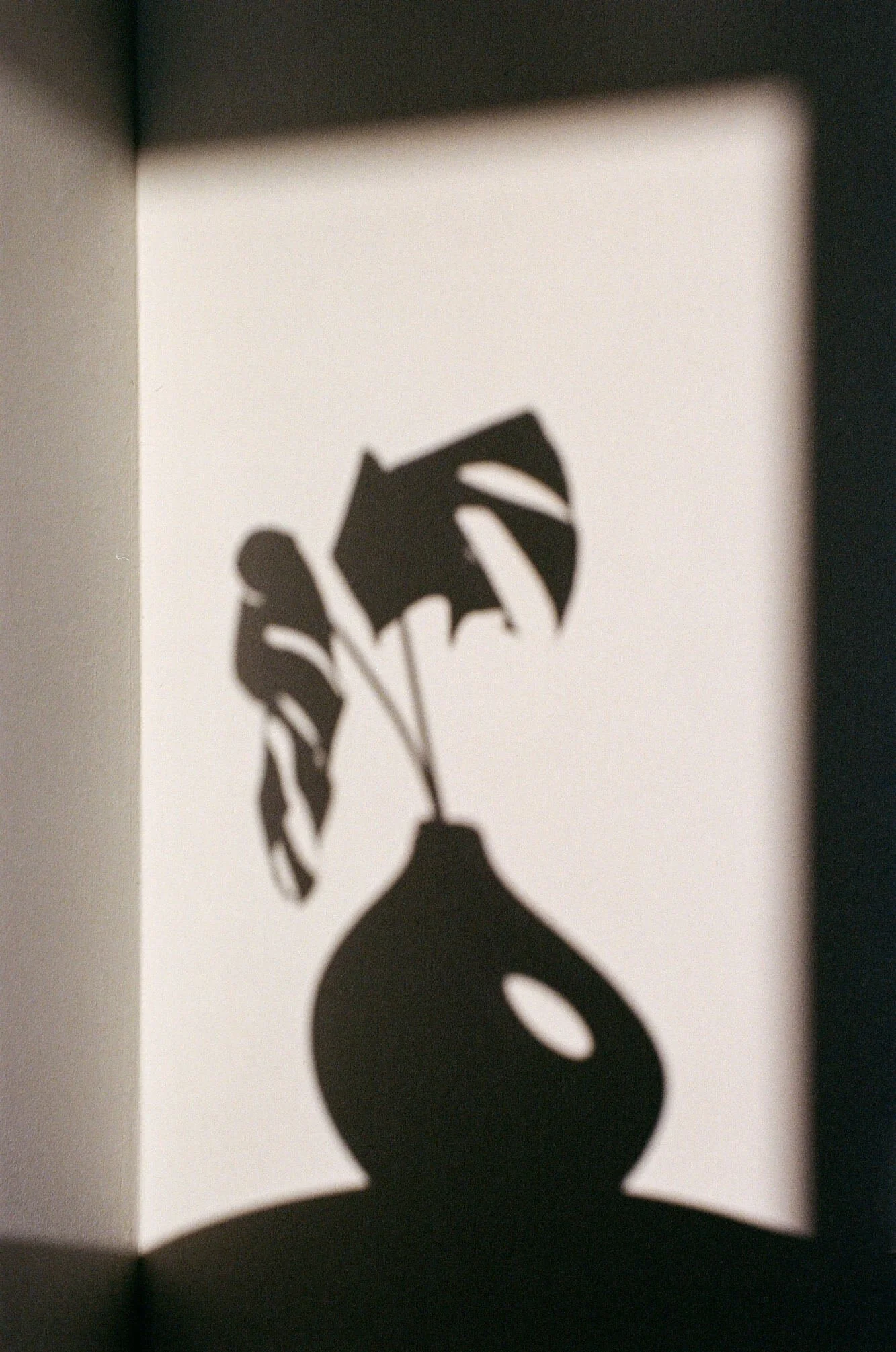 Sombra de un jarrón y de una planta contra una pared