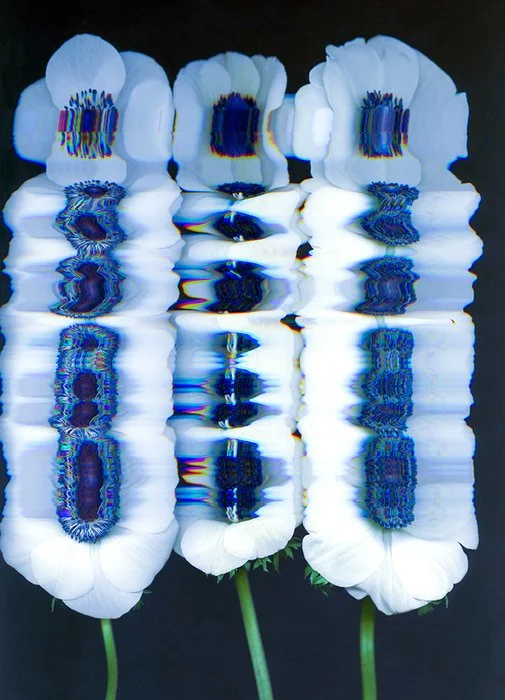 Garden Electric - White Poppies