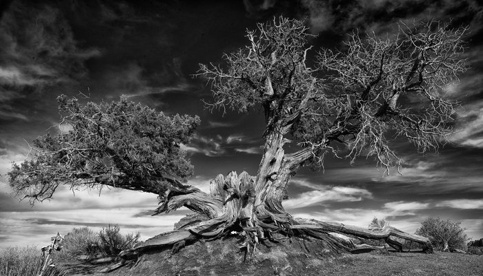 Gnarled Tree