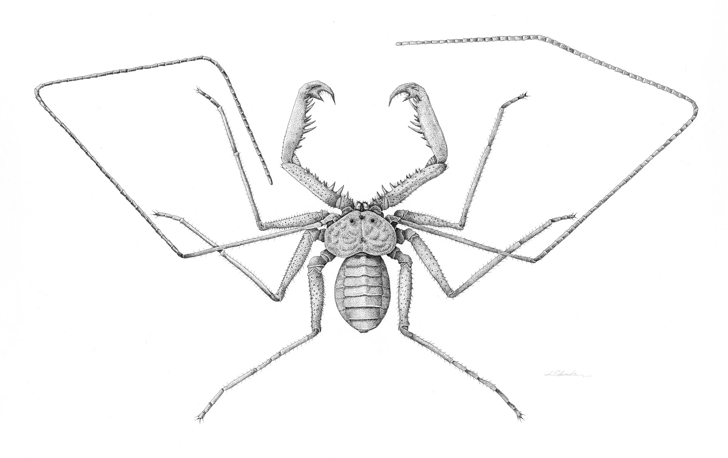Amblypygi