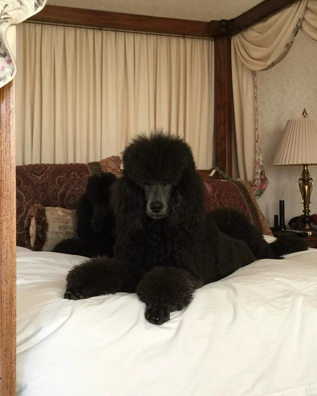 Le soin Renouveau est une prise en charge pour traiter en profondeur, dans un espace de repos ☔️🌀

R&eacute;sultat : une peau unifi&eacute;e, une texture am&eacute;lior&eacute;e &amp; une meilleure absorption des produits &agrave; la maison