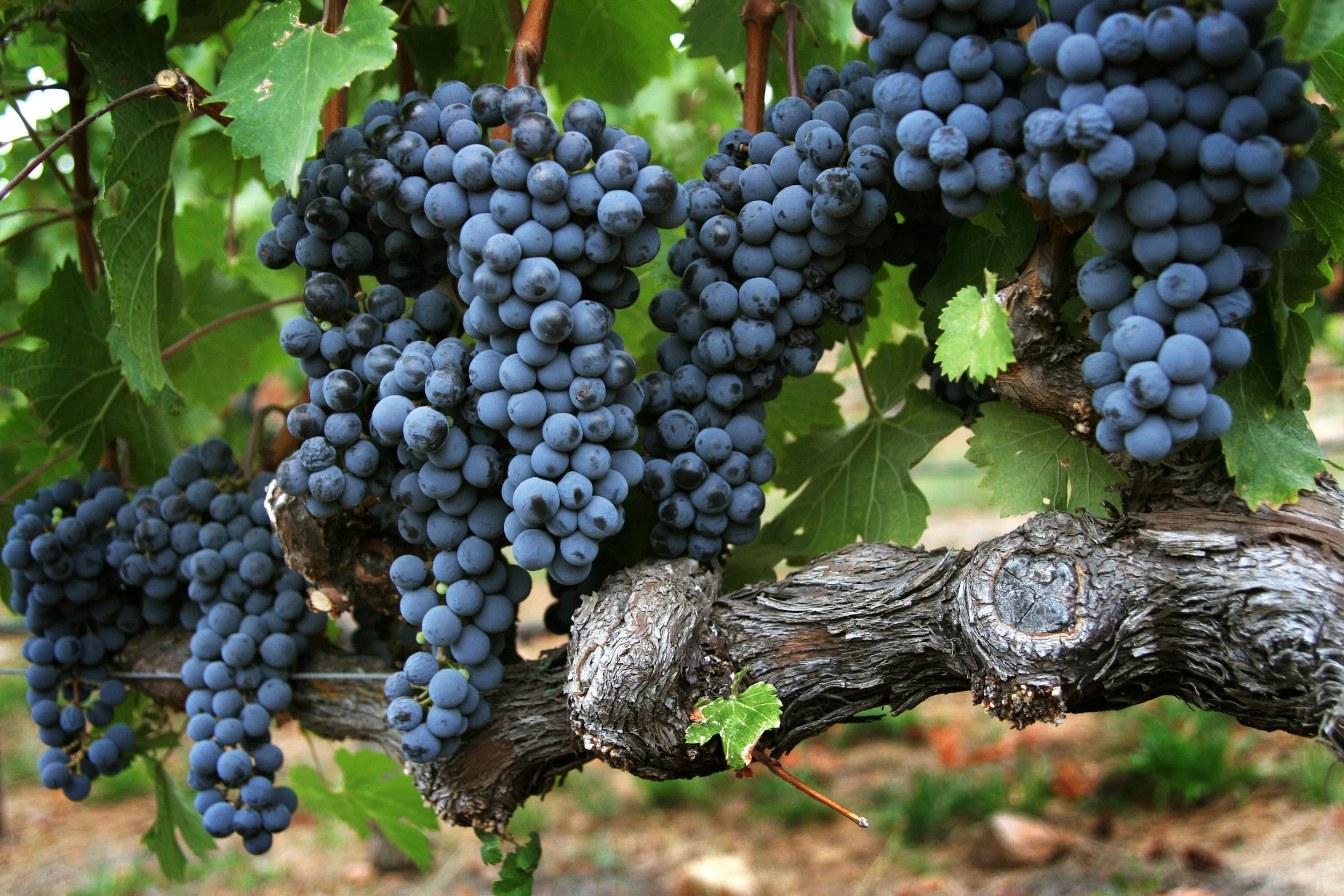 Napa and Willamette Valley Wine Dinner
