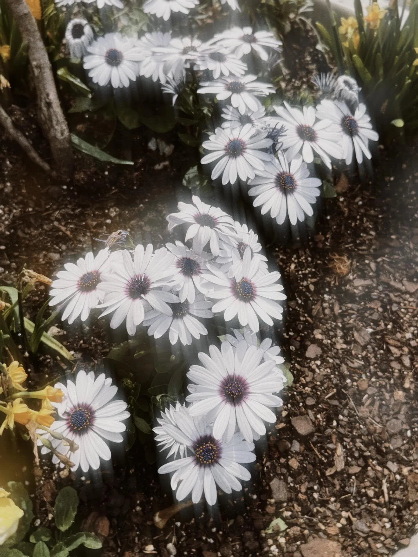 this &amp; that. ➳♡

been a while since i posted a photo dump huh? 

god i was feeling so down on myself despite very good days there was something nagging at my and would you know i got that fixed this morning by telling someone they have a miserabl