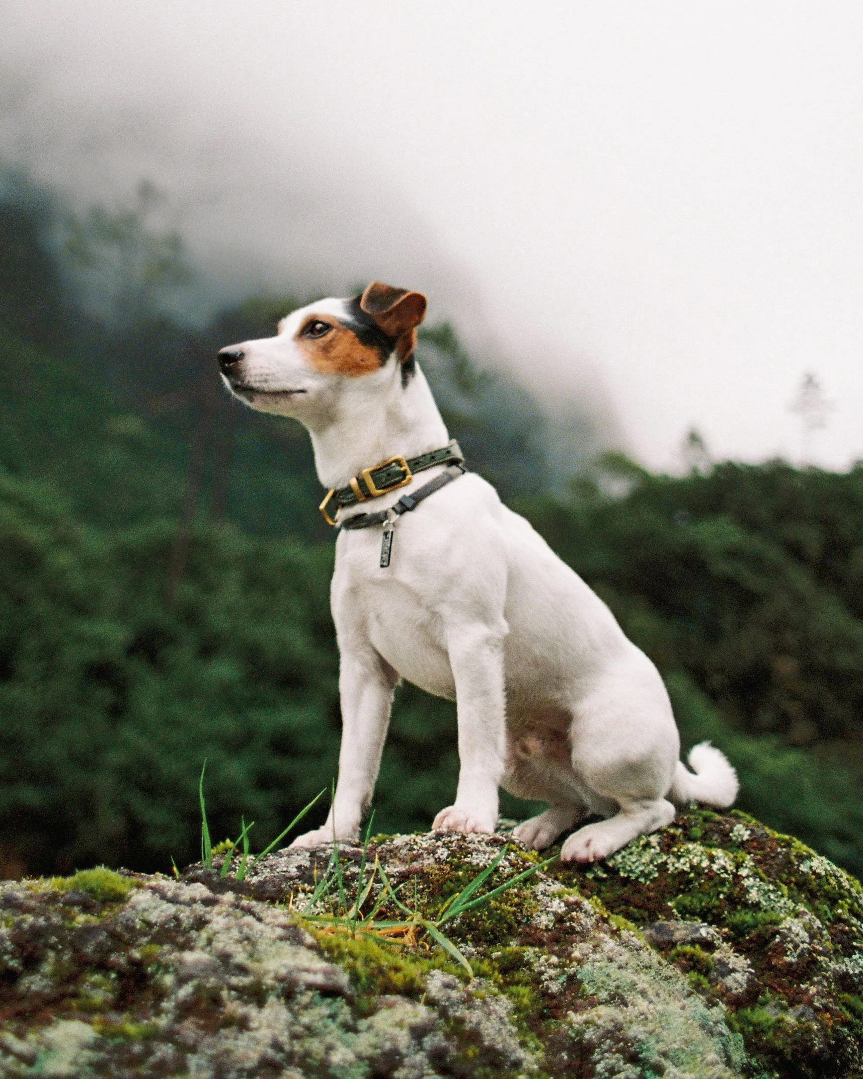 A fine art 35mm film dog portrait of a Jack Russell Terrier sitting on a rock in front of green mountain and fog in Madeira.
