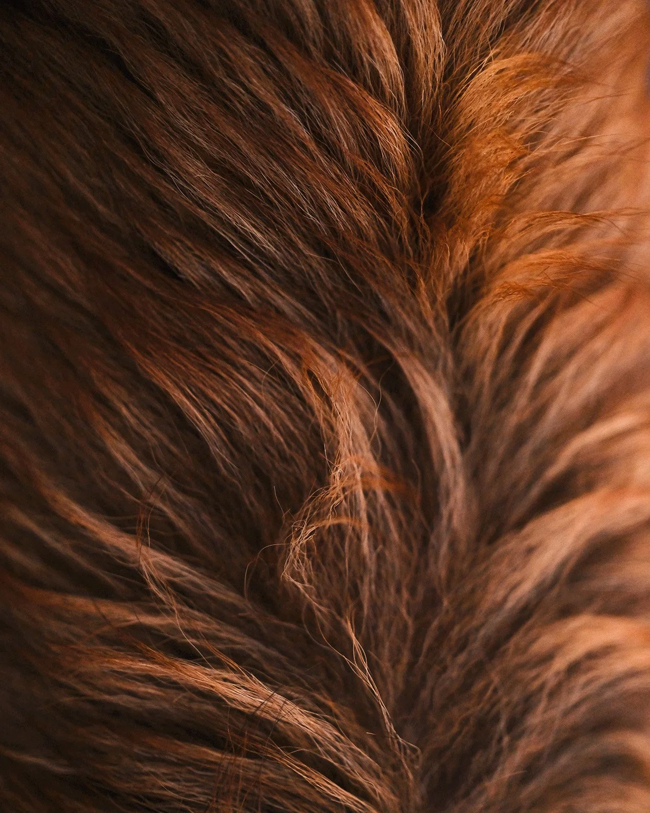 A fine art close-up of a Border Collie dog’s red fur with soft sunrise light.
