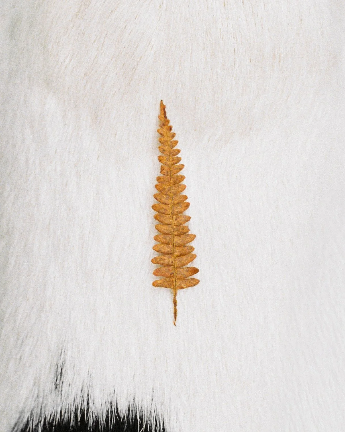 A fine art 35mm film close-up of a dog’s white fur with an orange leaf on it.