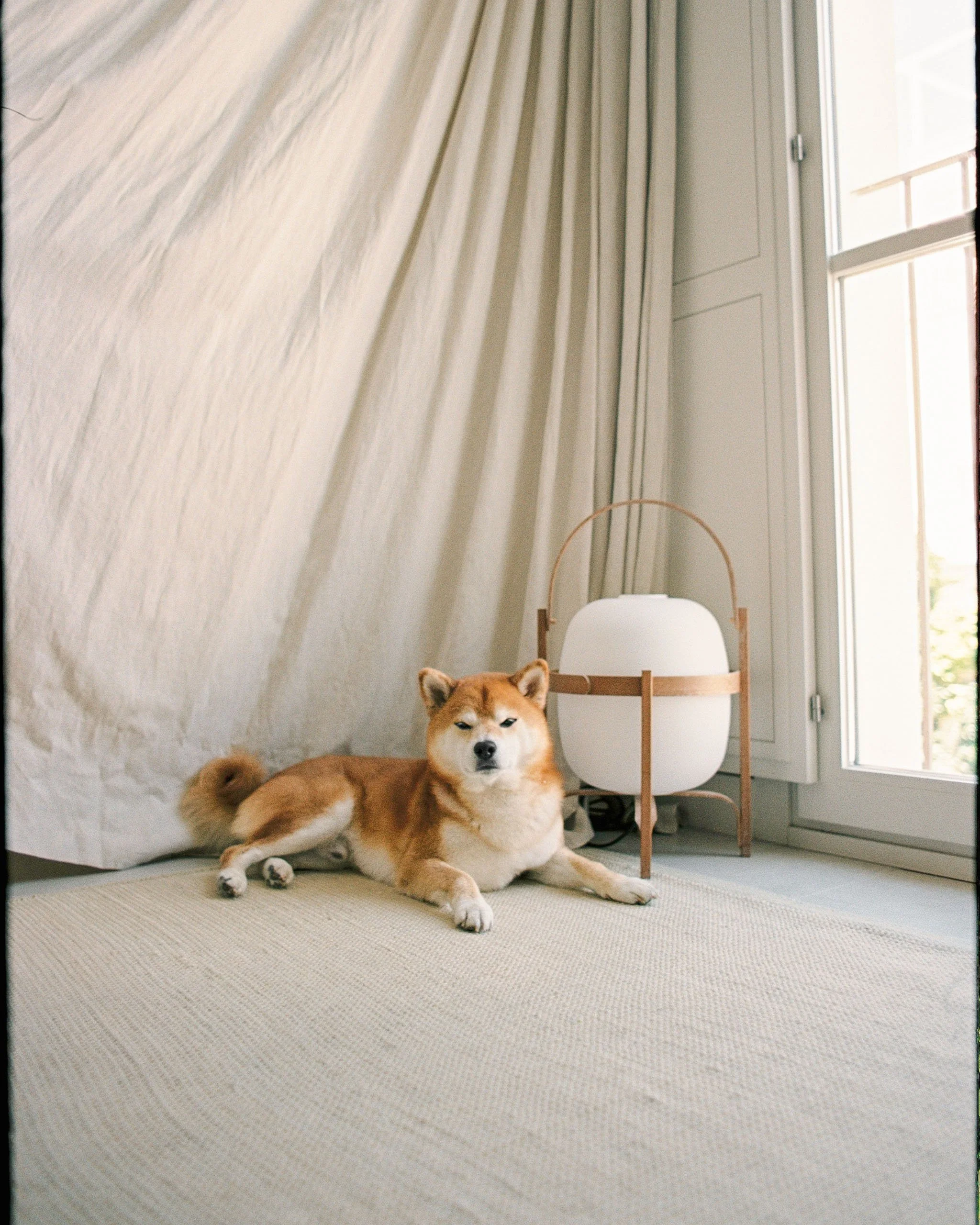 A fine art 35mm film Shiba Inu dog portrait in a minimalistic Japandi style interior.