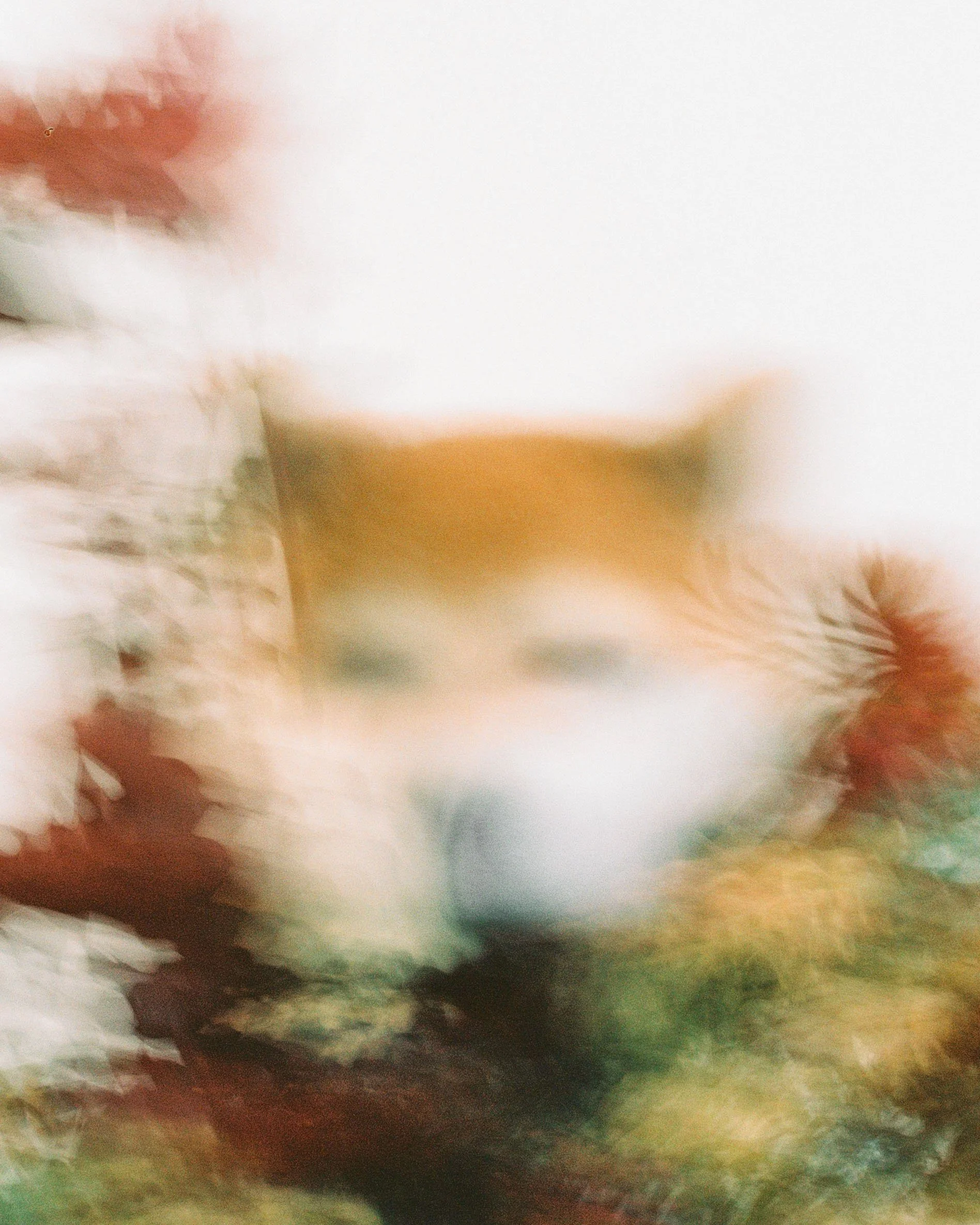 A fine art 35mm film abstract portrait of a dog with flowers in blur. 