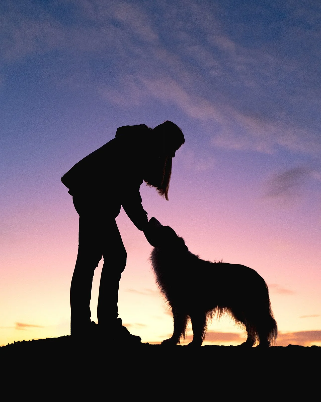 A fine art portrait of a Border Collie dog and the owner silhouette on a purple sunset sky background.