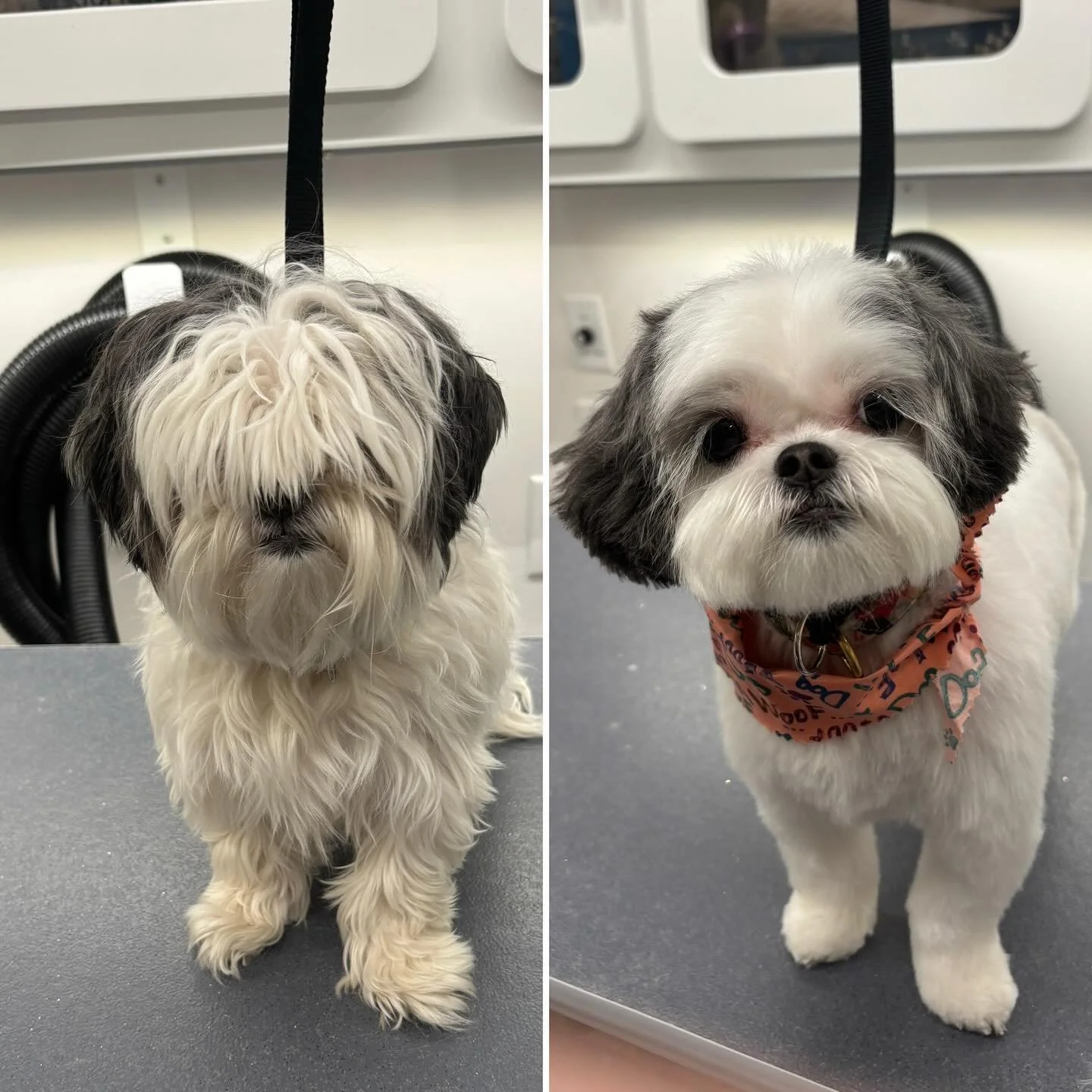 At first I was blind, but now I can see! 👀🐶 Check out this adorable before and after — it’s amazing what a good groom can do! From fluffy and fuzzy to fresh and fabulous, this pup is ready to take on the world (and actually see it this
