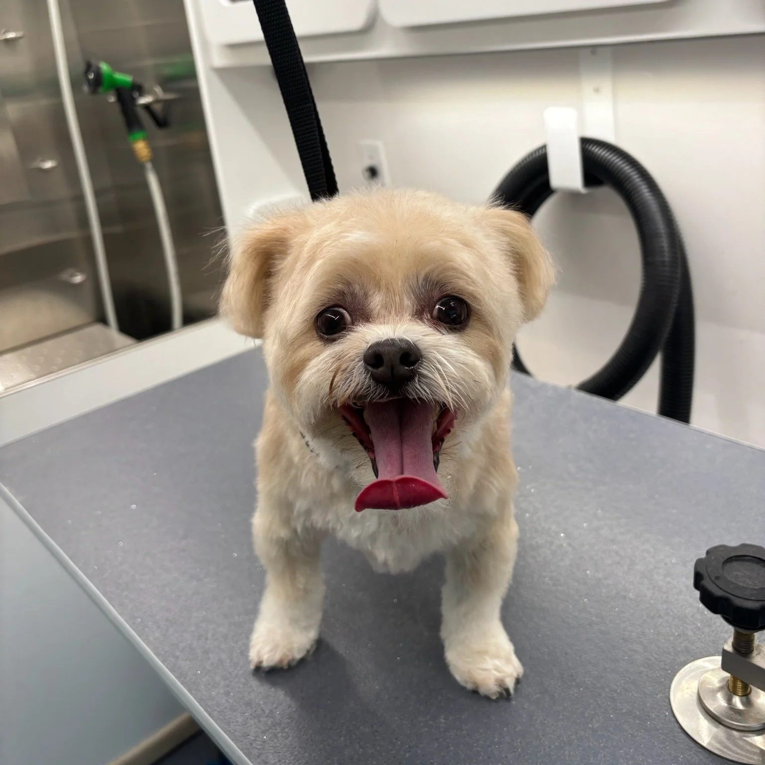 Just look at this transformation 🐶✨
From scruffy to smiling — this sweet pup is feeling himself after his spa day! 🛁🦴
There’s nothing better than seeing a dog so happy and relaxed after a little grooming love. That post-groom grin say