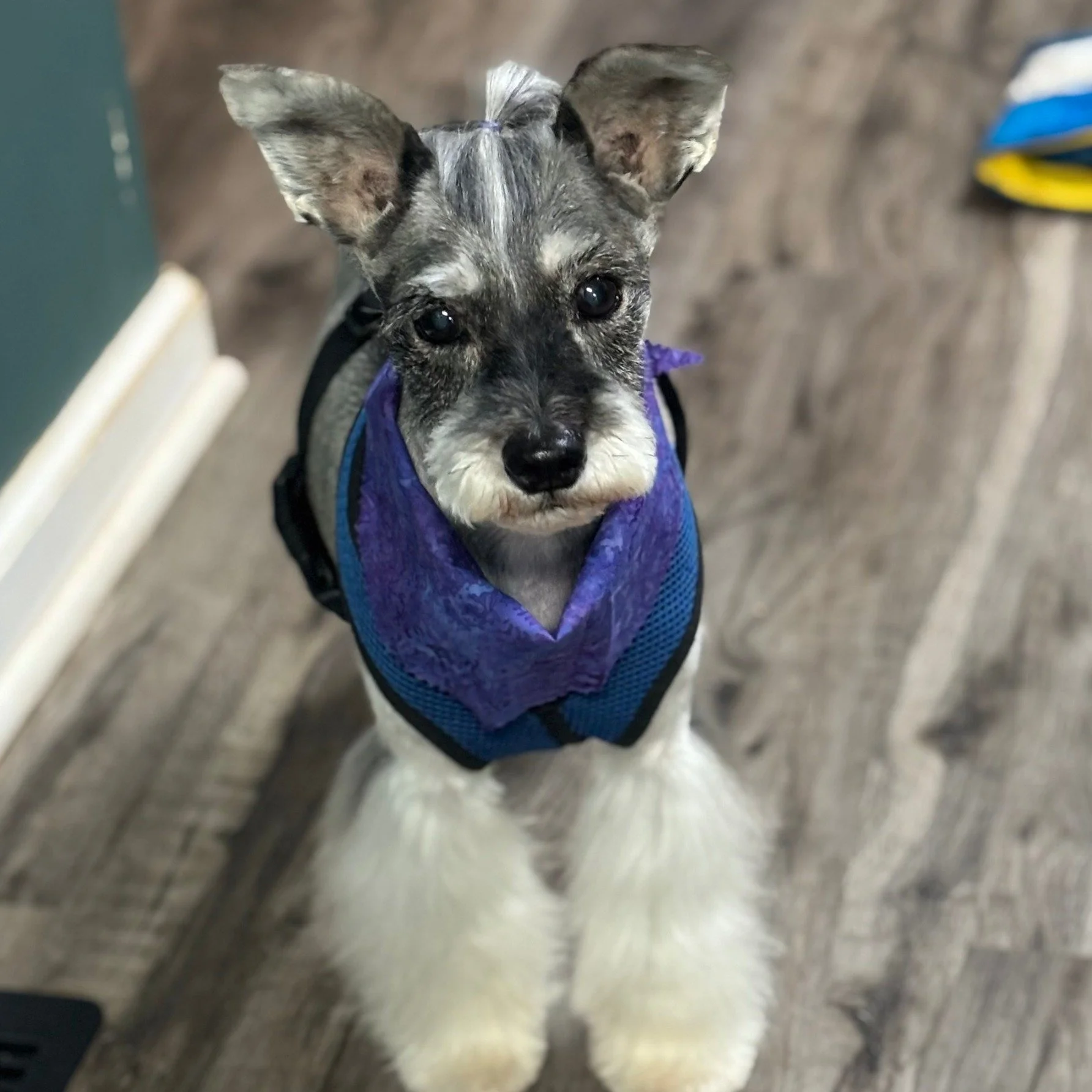 This has been a sad time for us at Happy Tails. We said goodbye to our beloved Hank Pickles — best friend to our groomer Abbie, loyal sidekick, and honorary member of the Happy Tails family.
This past May, we had the opportunity to walk in the