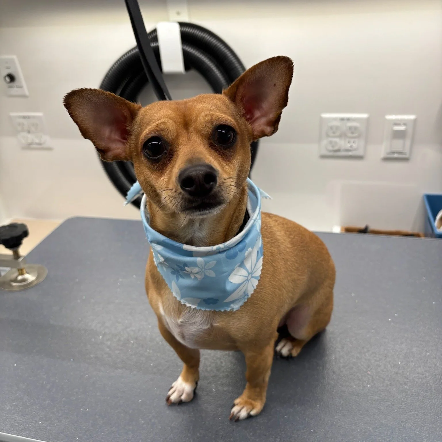 Freshly clipped and smoothed ✨🐾
This cutie just got the full Happy Tails treatment — and yes, that includes a nail trim!
We include nail trimming (clipped and filed smooth!) in every grooming package because healthy paws are just as important