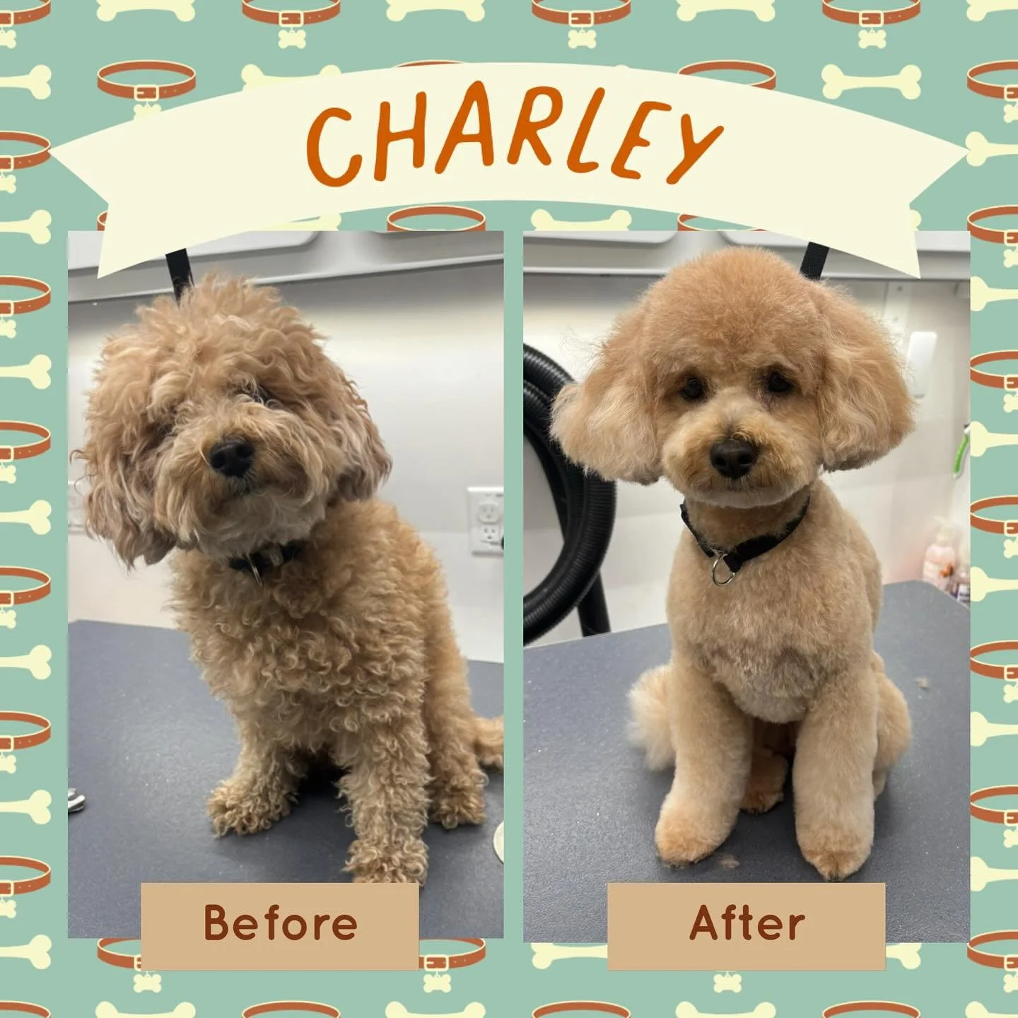 Charley’s glow-up is next level 🐾✨
From bedhead to best-dressed — this handsome guy is looking (and feeling) fresh after his spa day!
#CharlieTheCutie #DogGlowUp #BeforeAndAfter #HappyTailsMPC